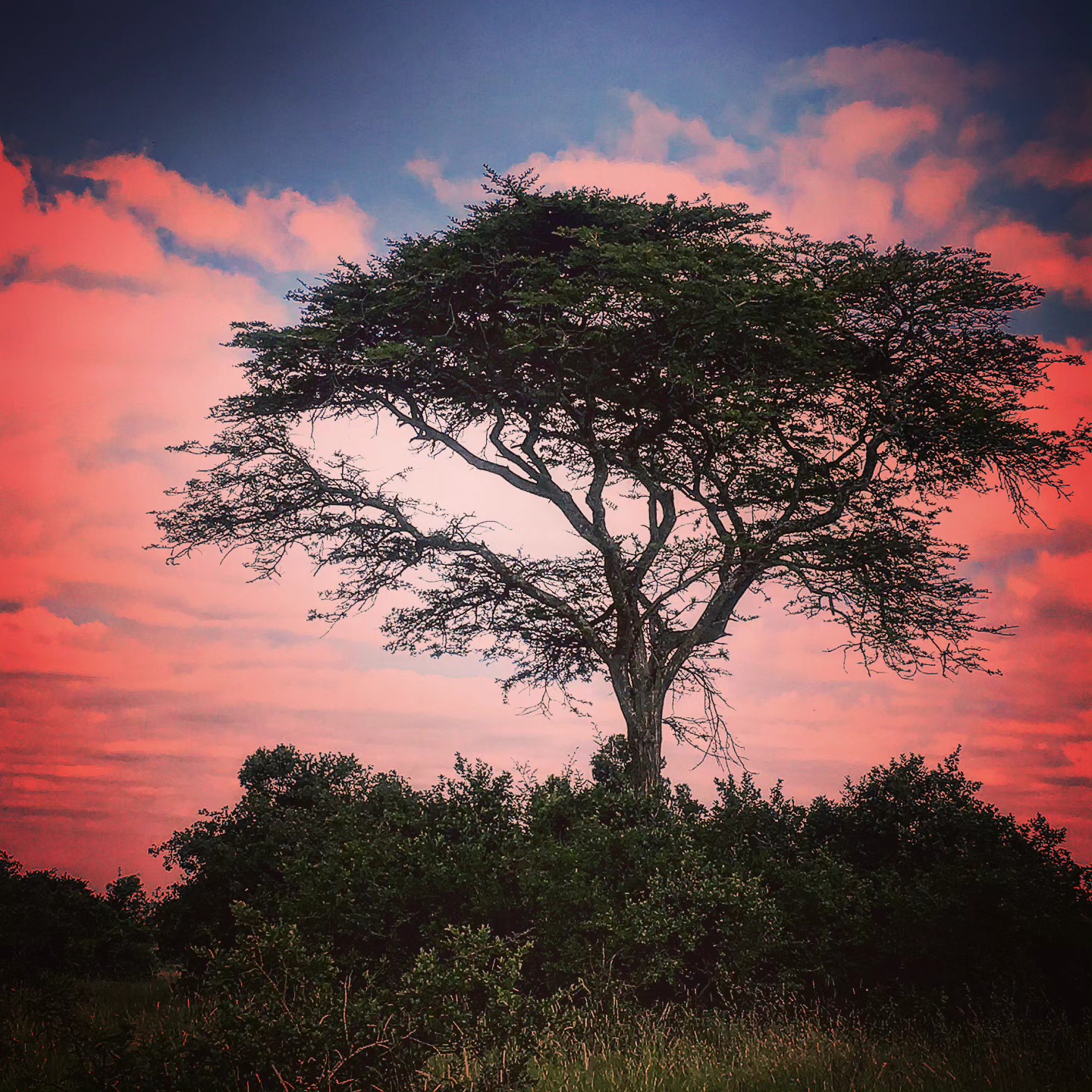 Acacia at Dusk