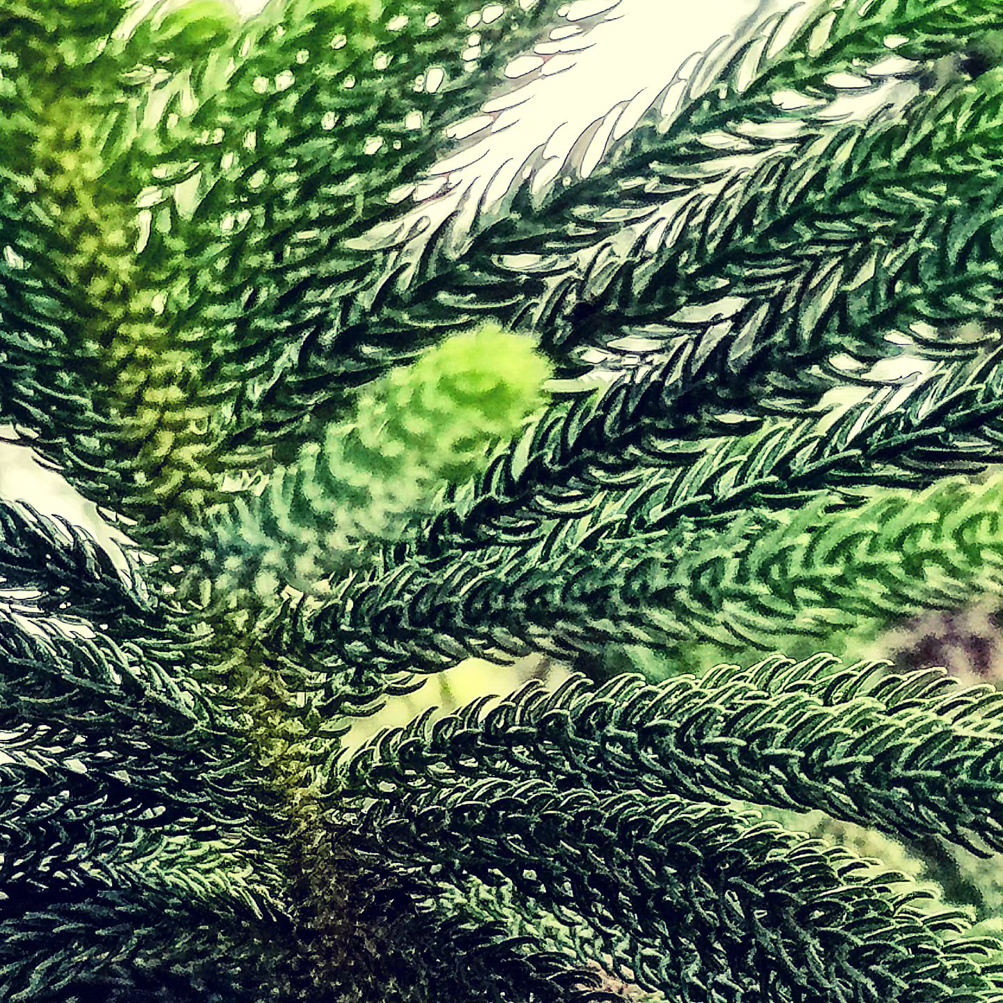 The Patience of Pines
