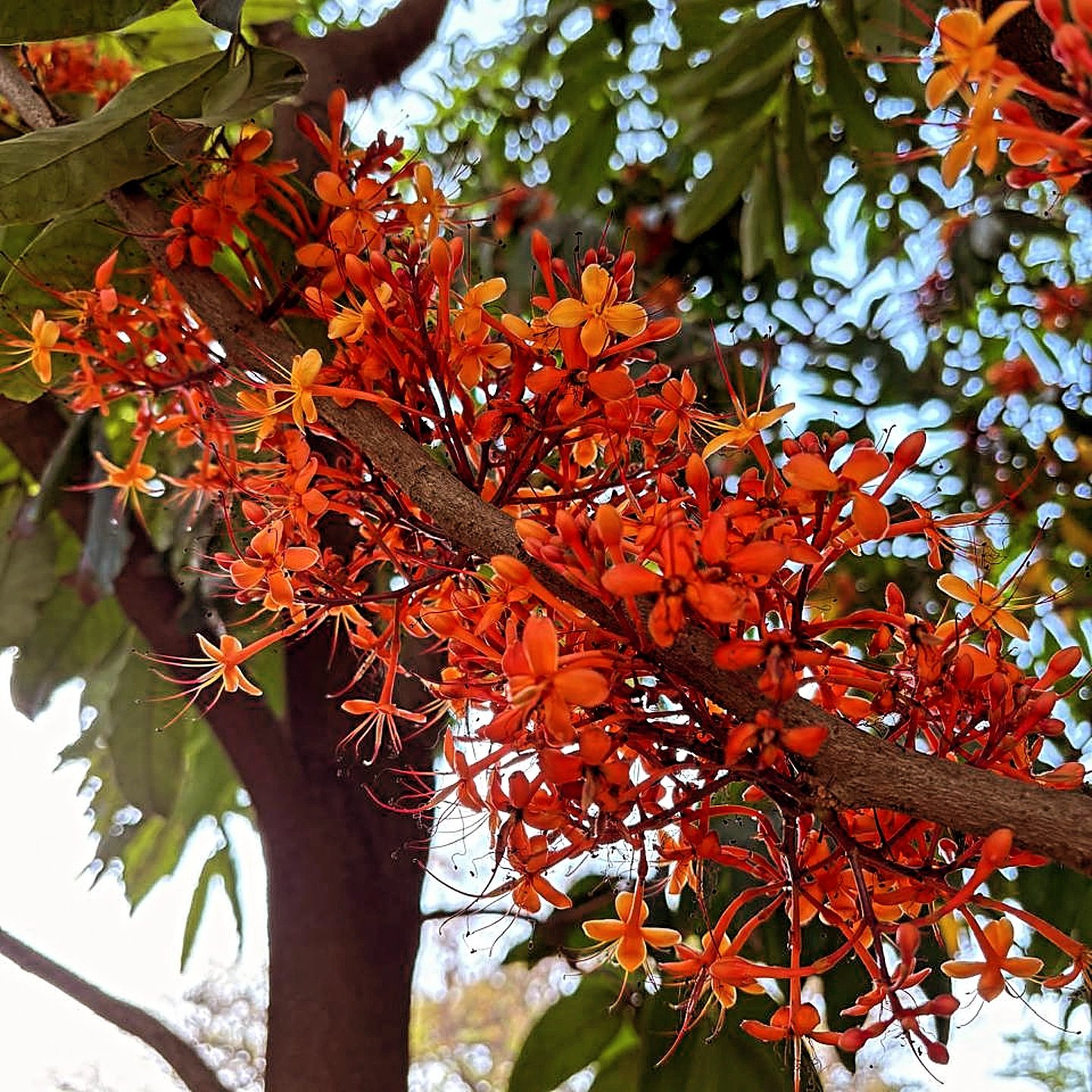 📷 Ashoka in Bloom — India · 30 Jun 2026