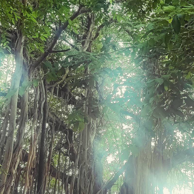 Cathedral of Roots