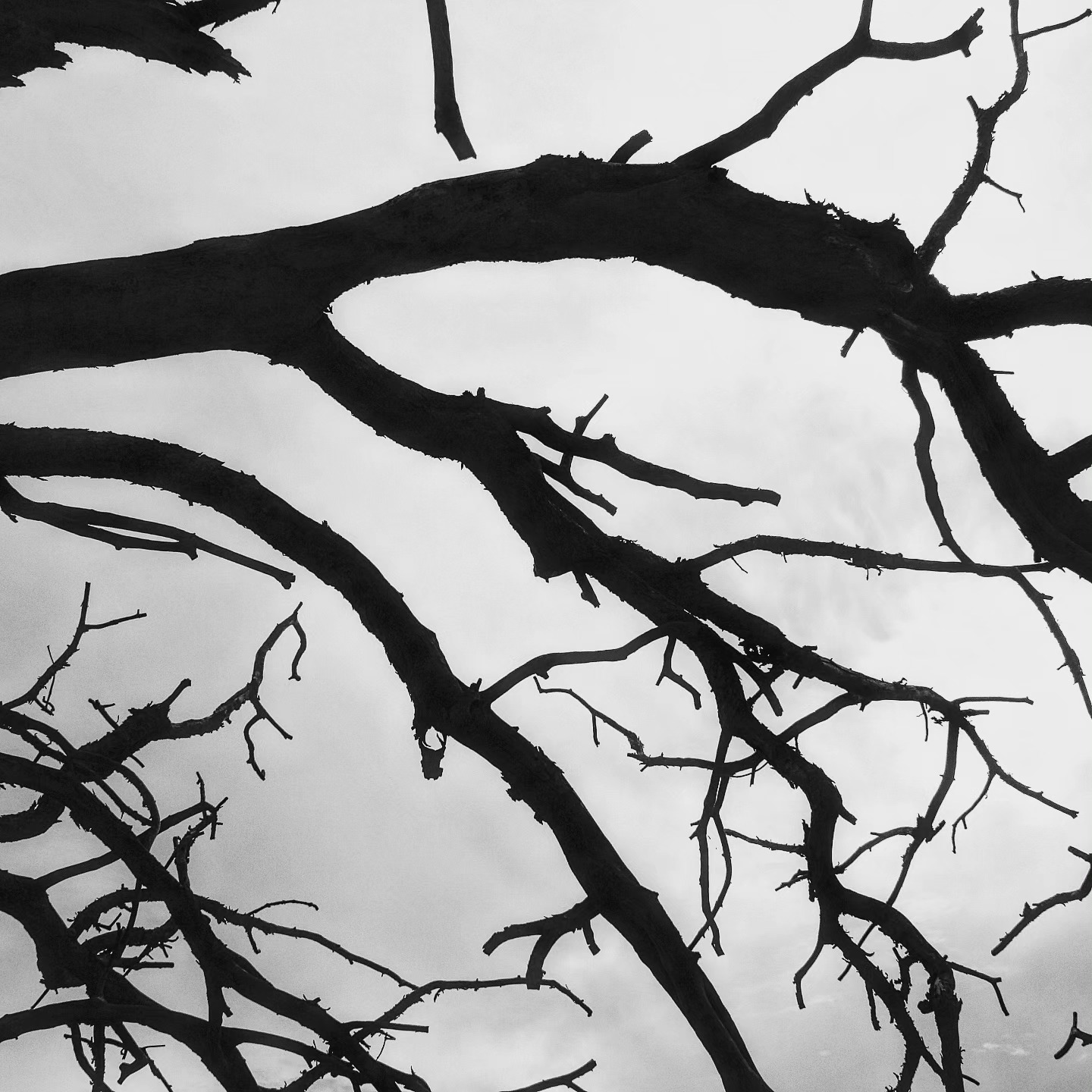 Branches