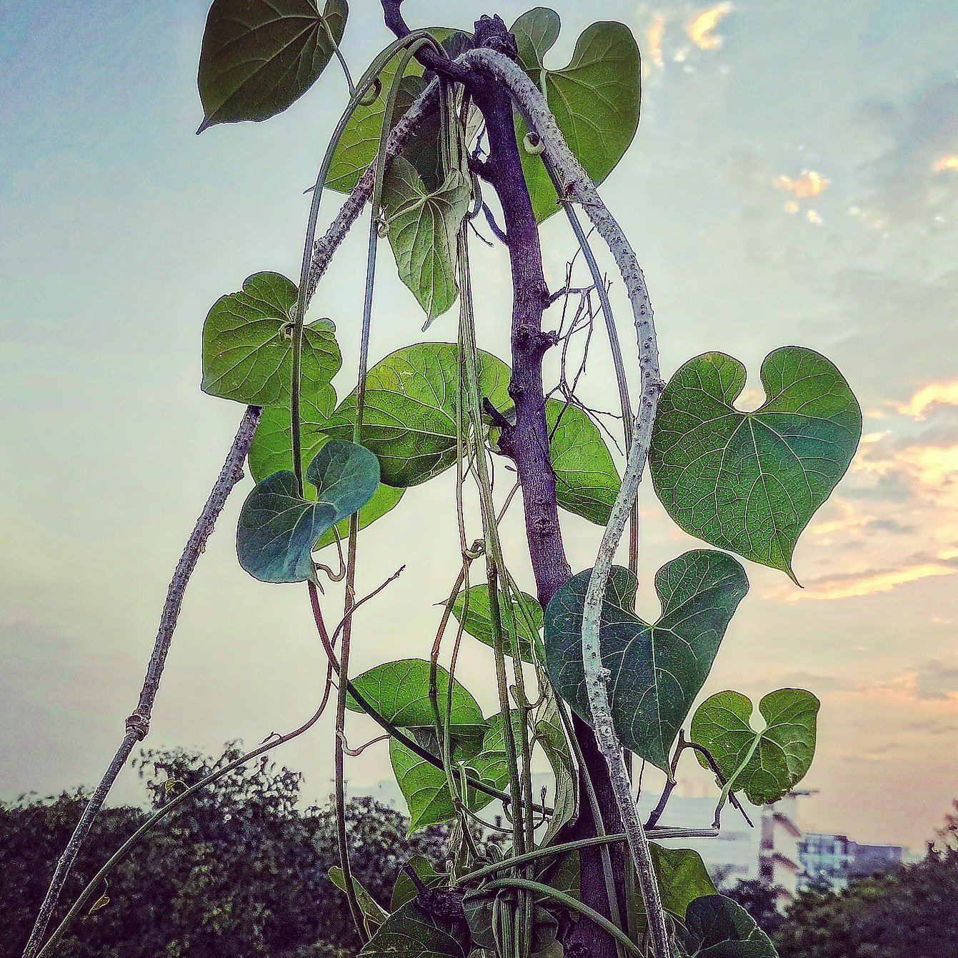 📷 Heart-Shaped — India · 06 Jul 2026