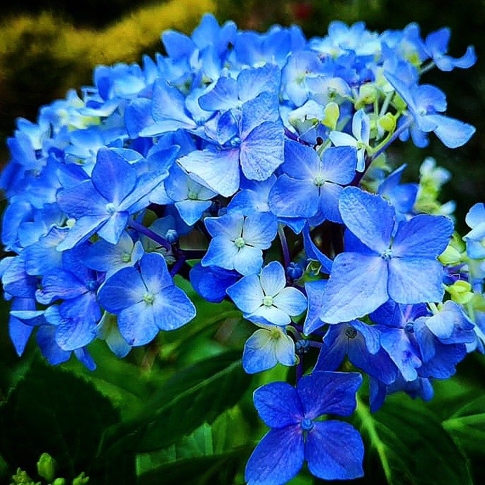 📷 Hydrangea, Blue — Himalayan Foothills, India · 09 Sept 2026