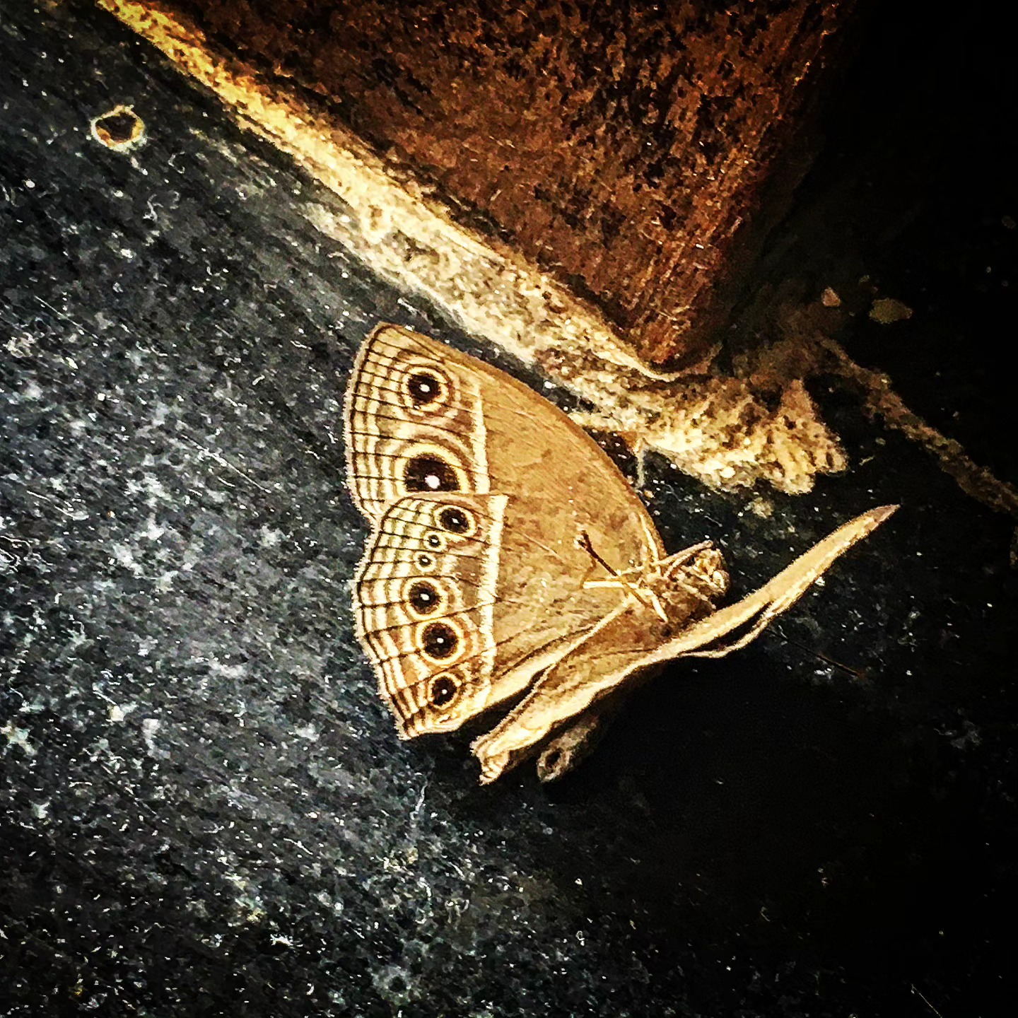 Eyespots