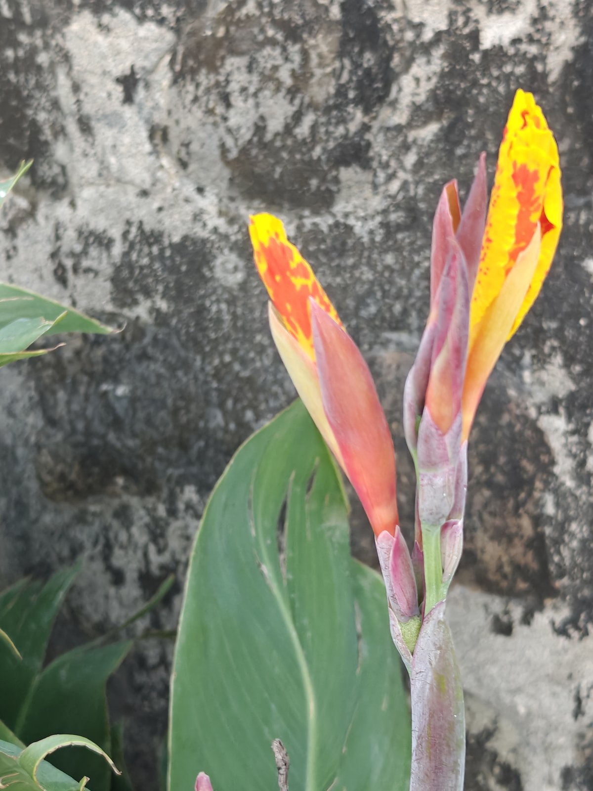 📷 Canna in Flame — India · 21 Jun 2026