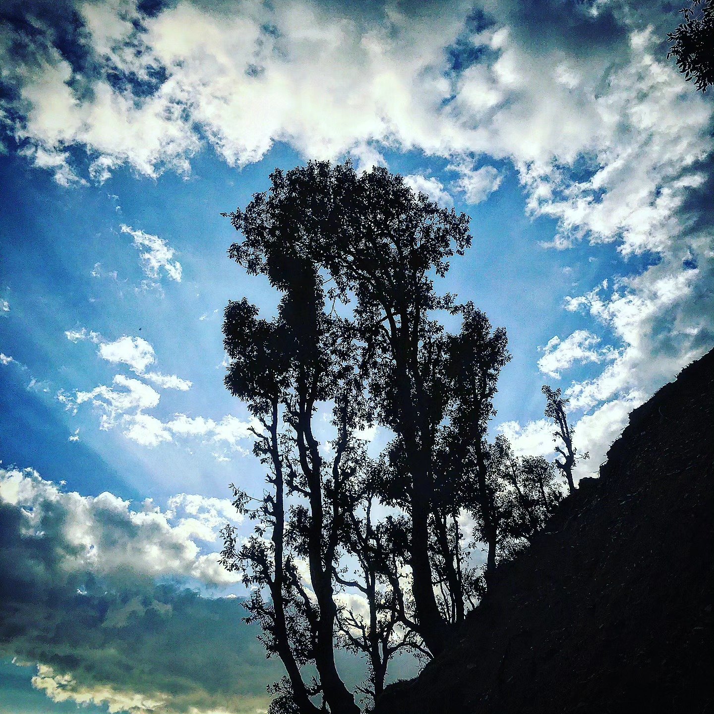 📷 Sky and a Tree — Himalayan Foothills, India · 29 Jun 2026