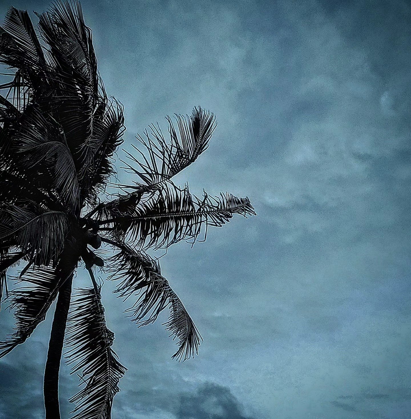 📷 Palm in Storm Light — Coastal India · 02 Aug 2026