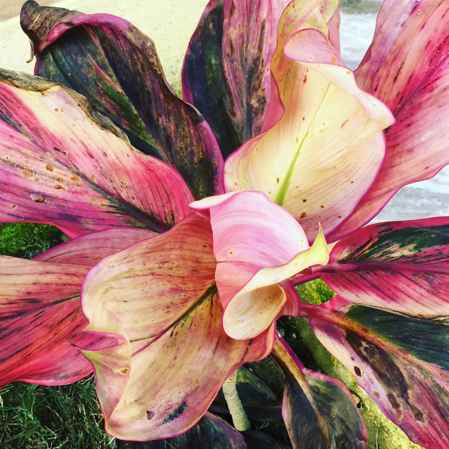 Painted Leaves