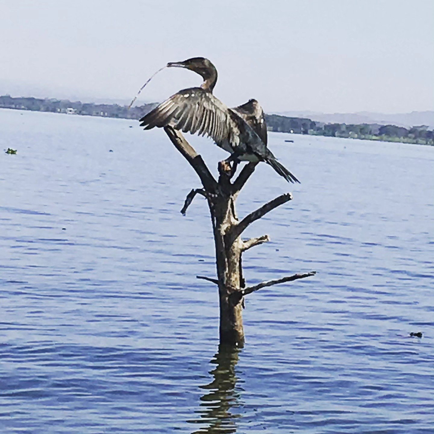 Wing Stretch