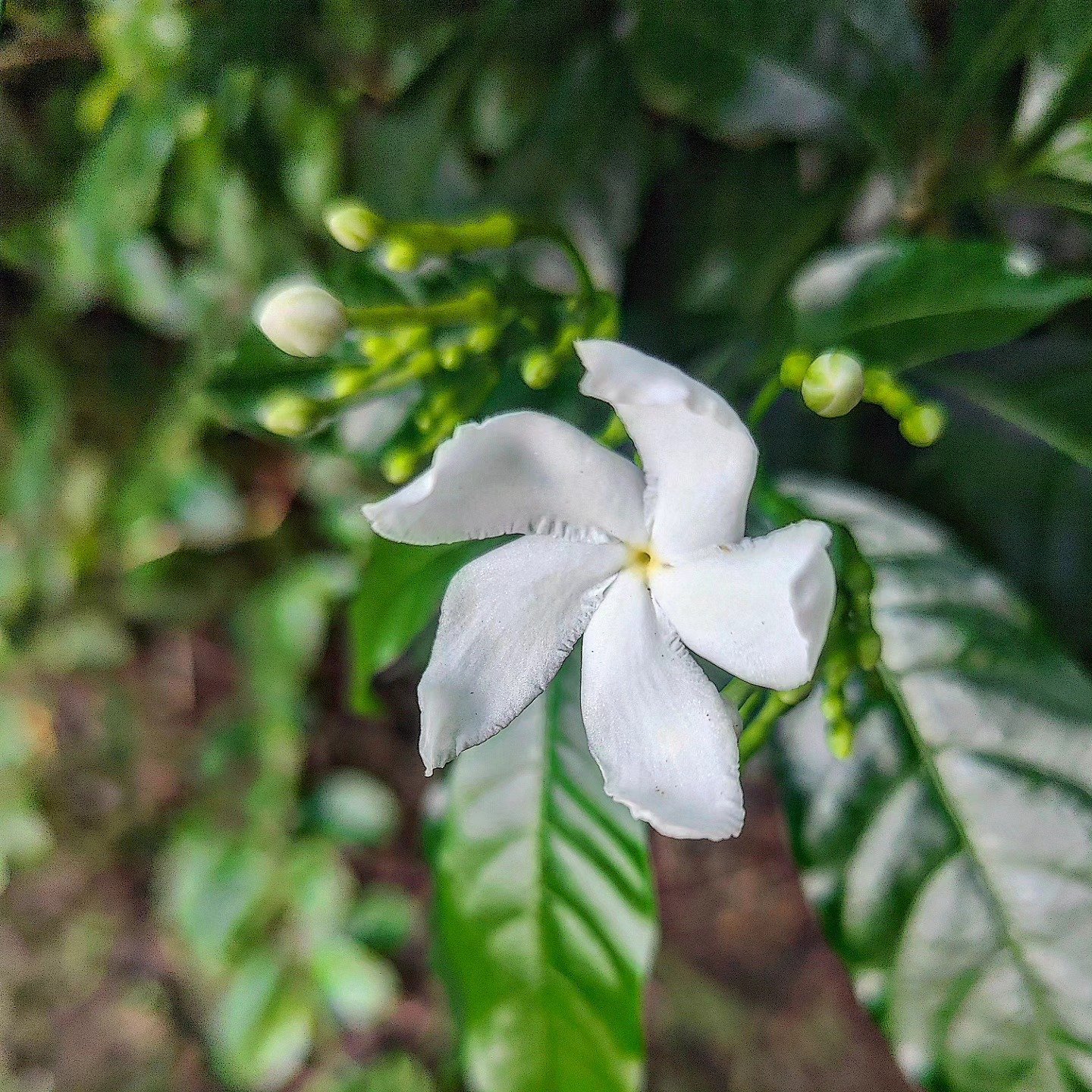 Crepe Jasmine