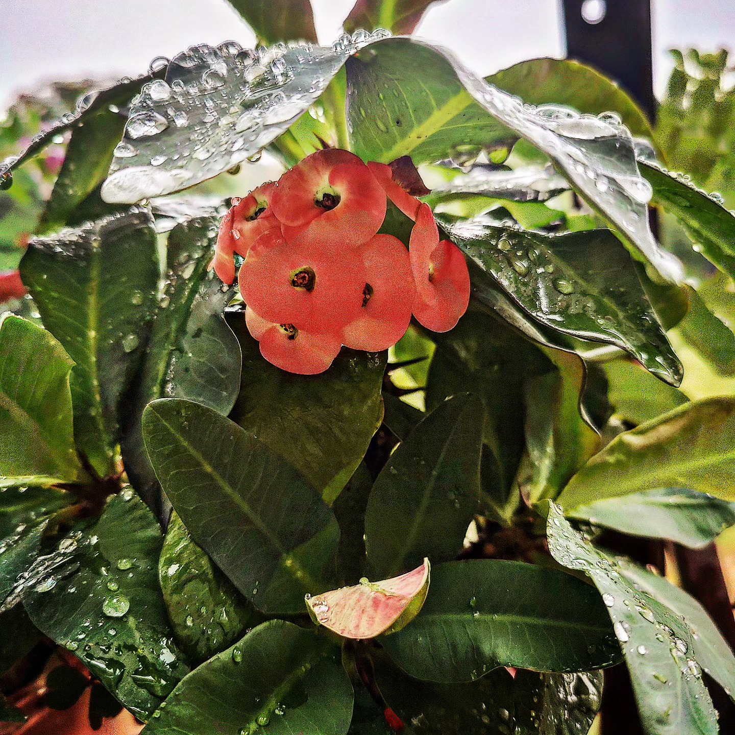 Crown of Thorns