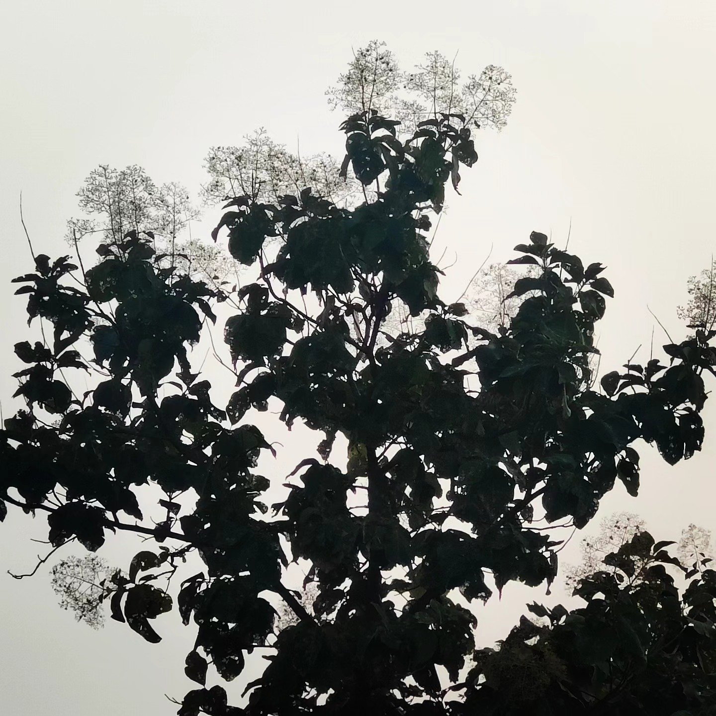 📷 Bauhinia in Bloom — India · 08 Aug 2026
