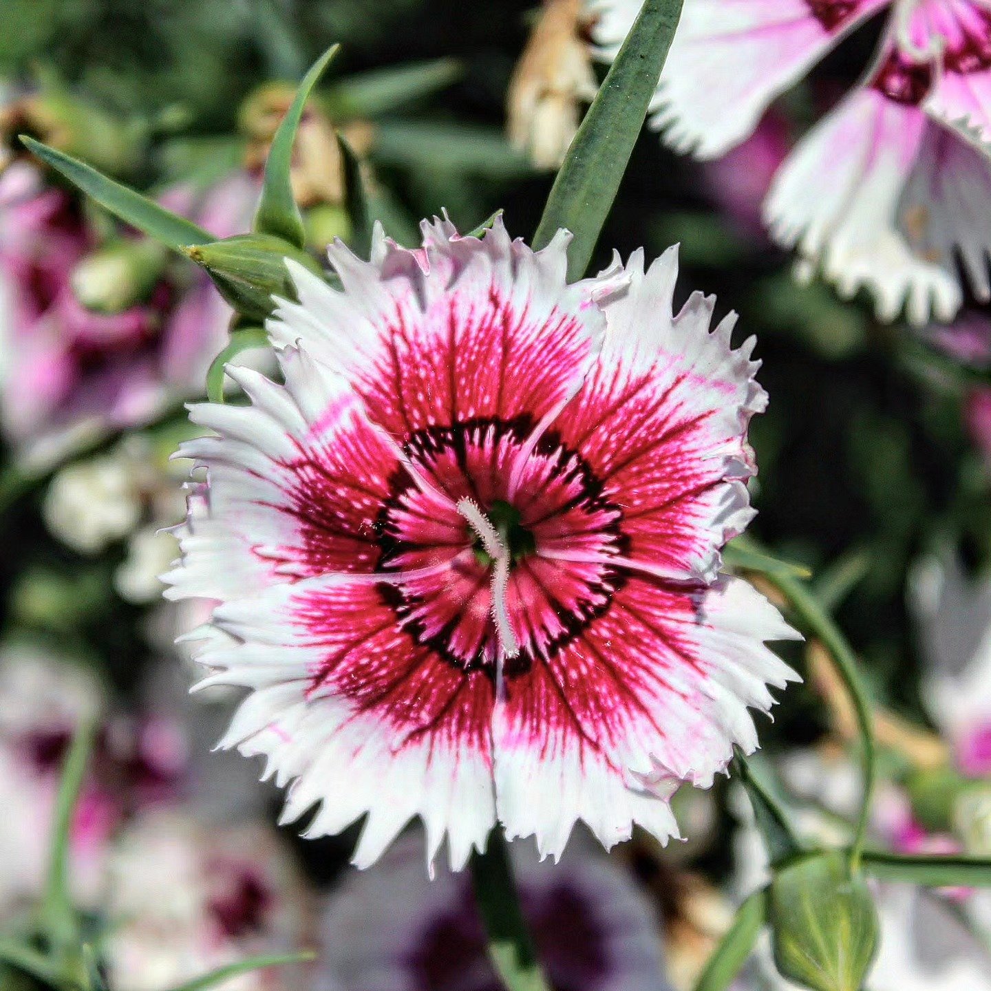 Dianthus, Dark-Eyed