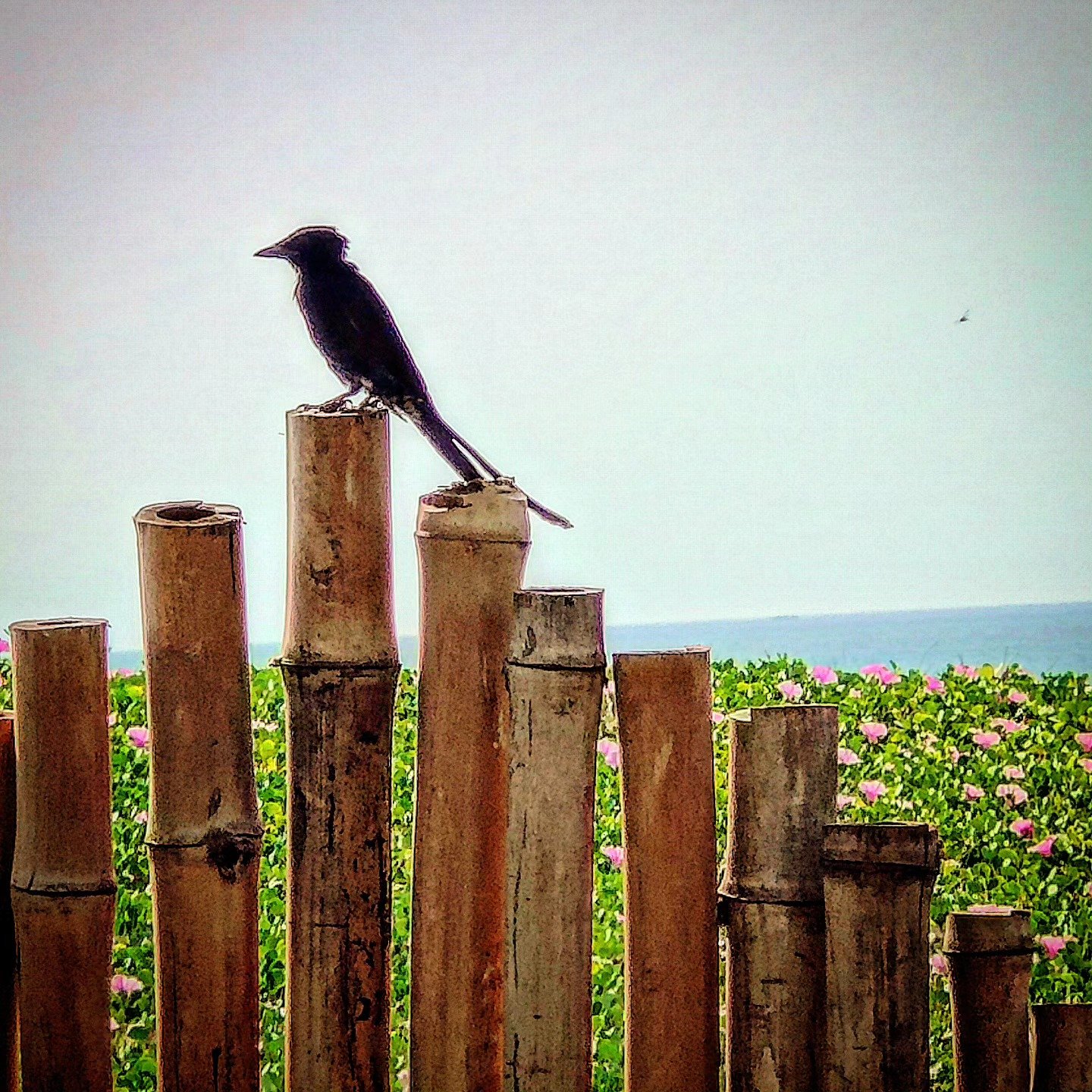 📷 The Drongo's Watch — Coastal India · 02 Jul 2026