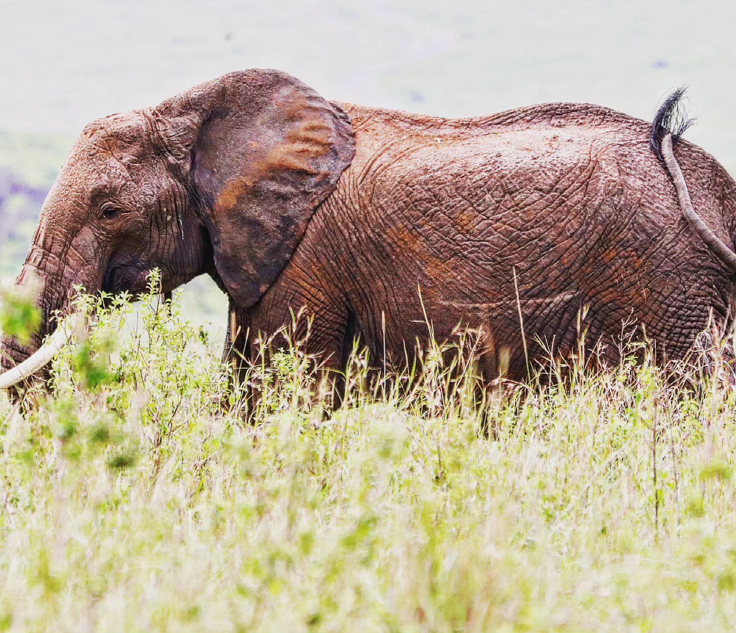 The Mud Coat