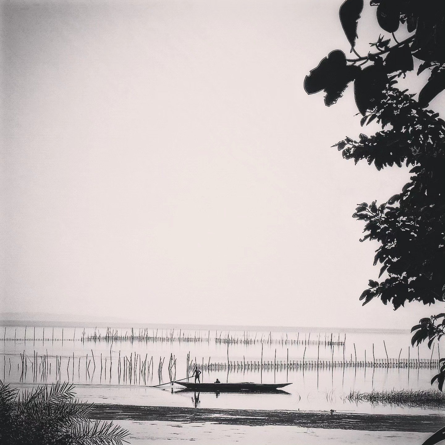 📷 The Fish Fence — Coastal India · 29 Jul 2026