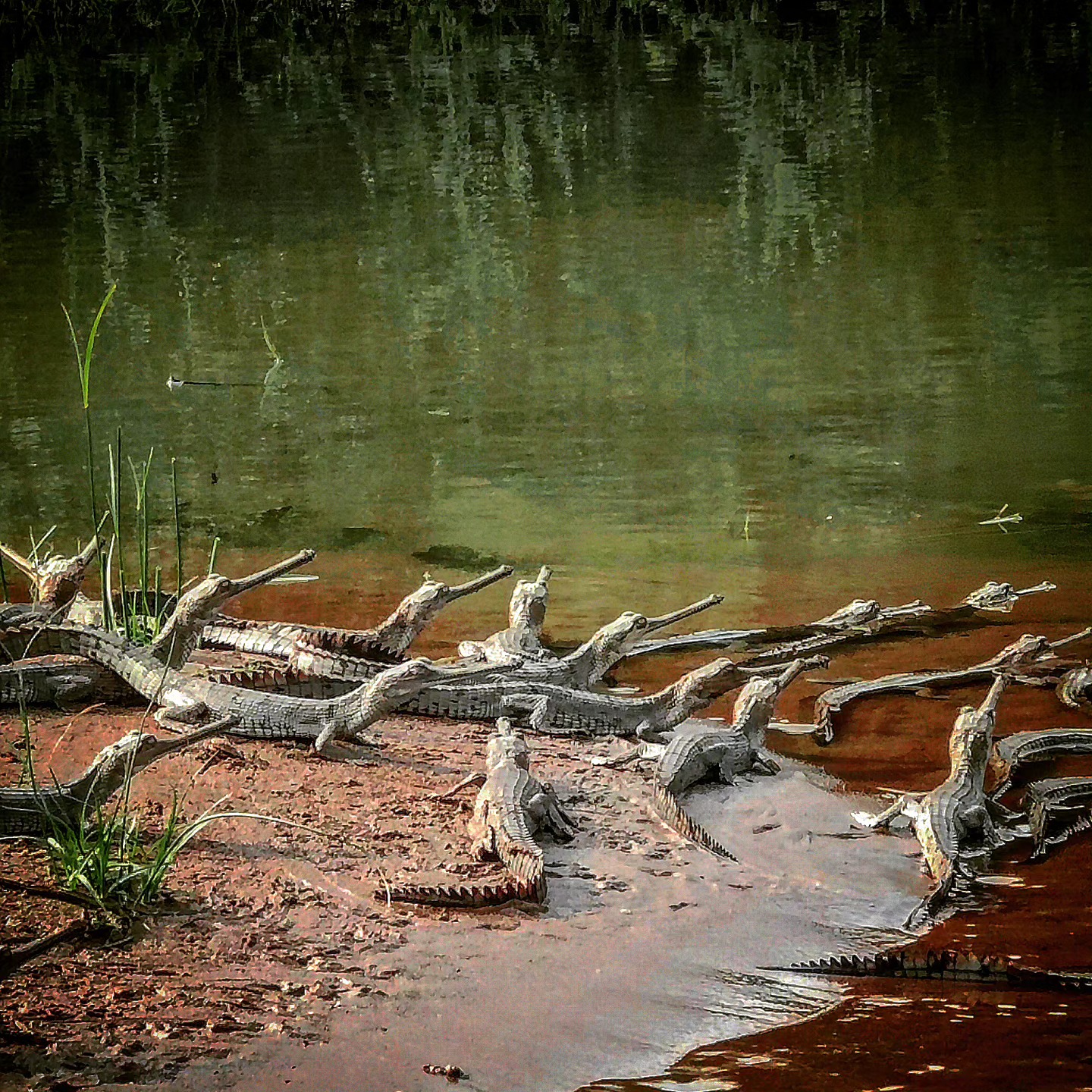 The Gharial Bank