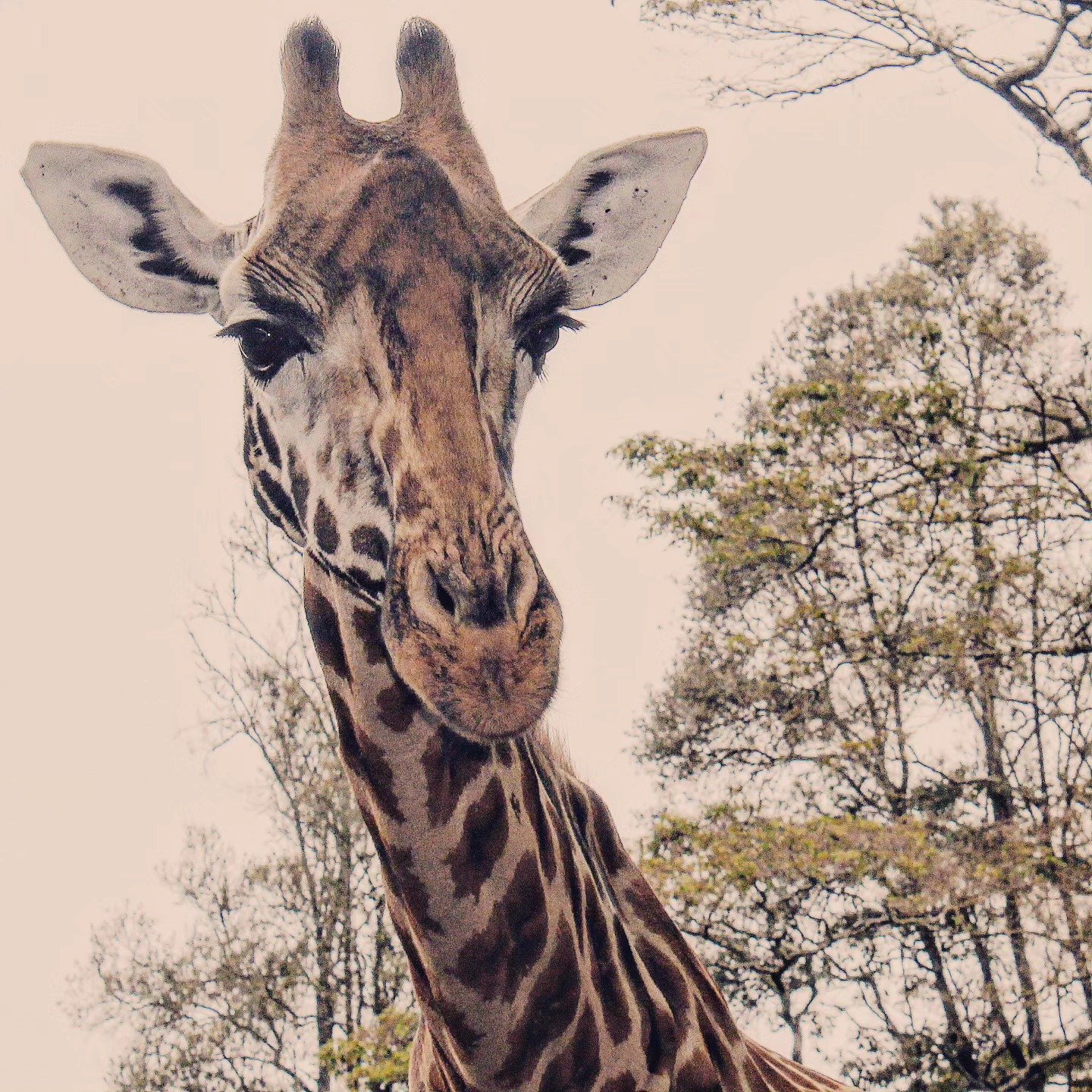 📷 The Giraffe Looks Back — Maasai Mara, Kenya · 06 Aug 2026