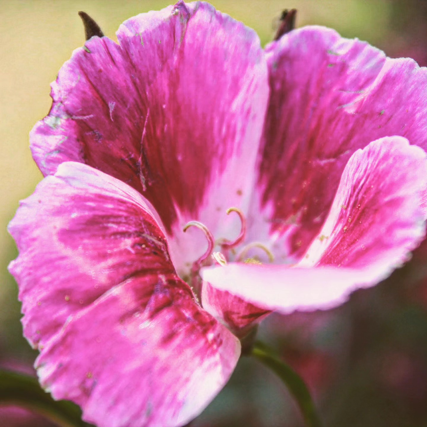 Godetia