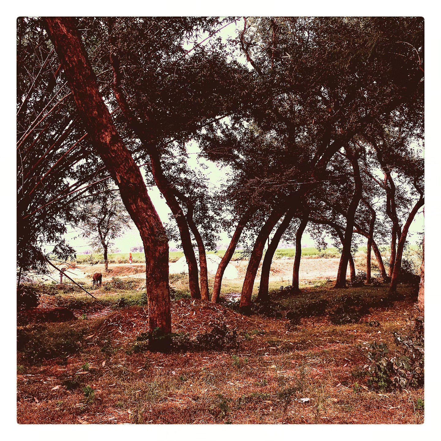 📷 Grove Light — Central India · 10 Jul 2026