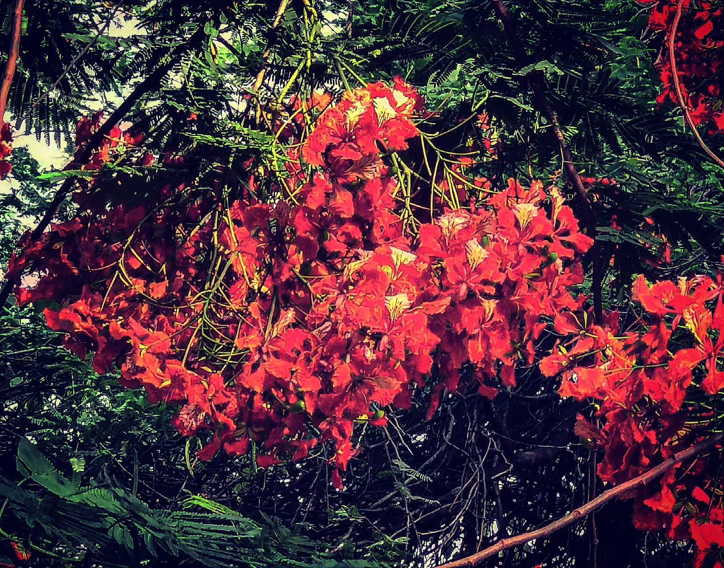 📷 Gulmohar, in Full — India · 13 Sept 2026