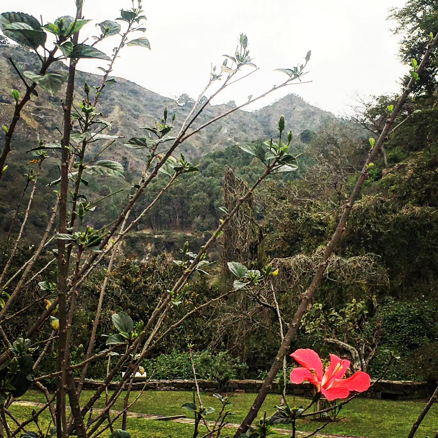Hibiscus and Hills