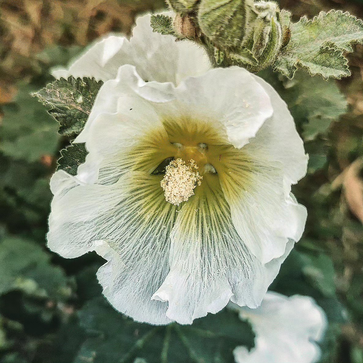 Hollyhock Quiet