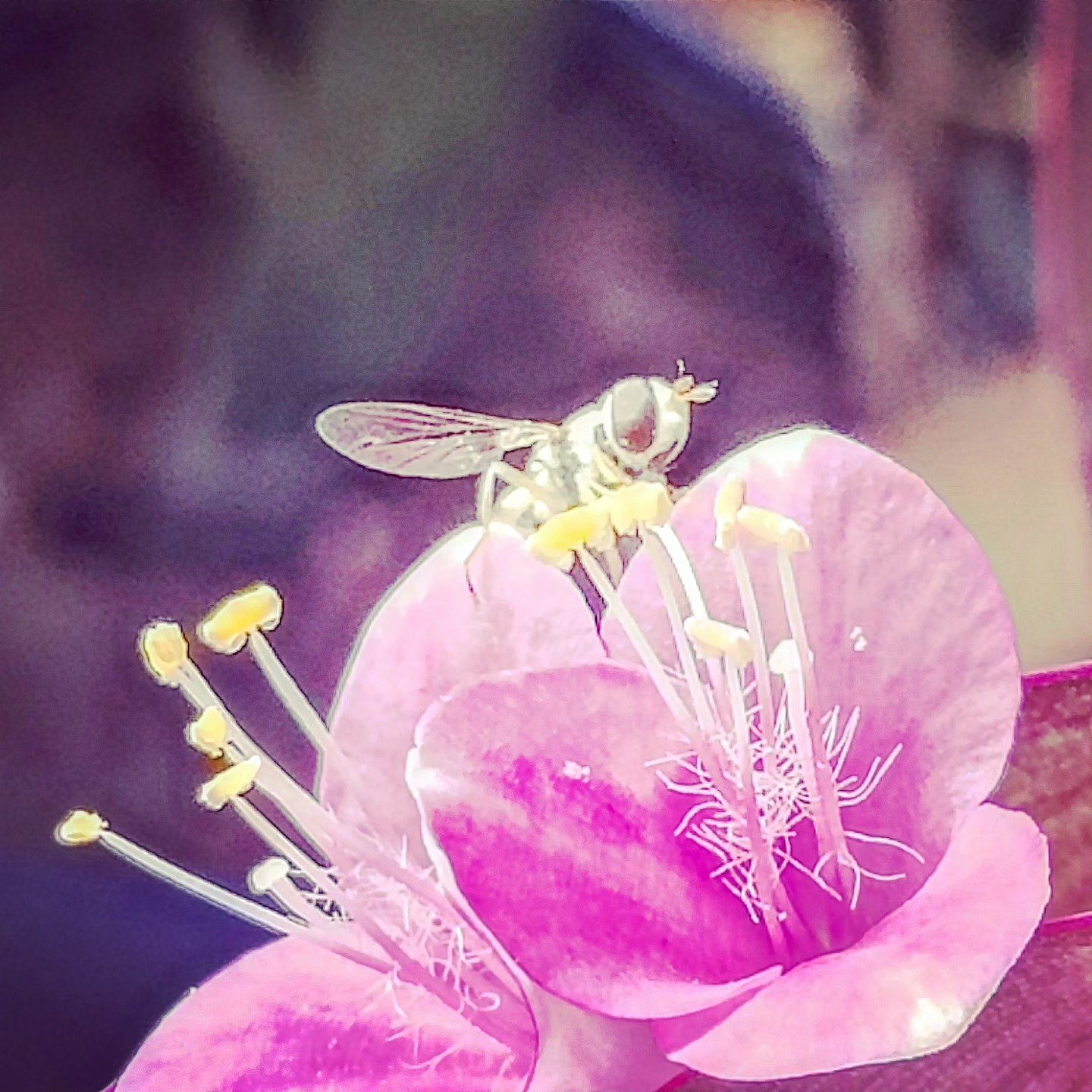 📷 The Hoverfly — India · 16 Jul 2026