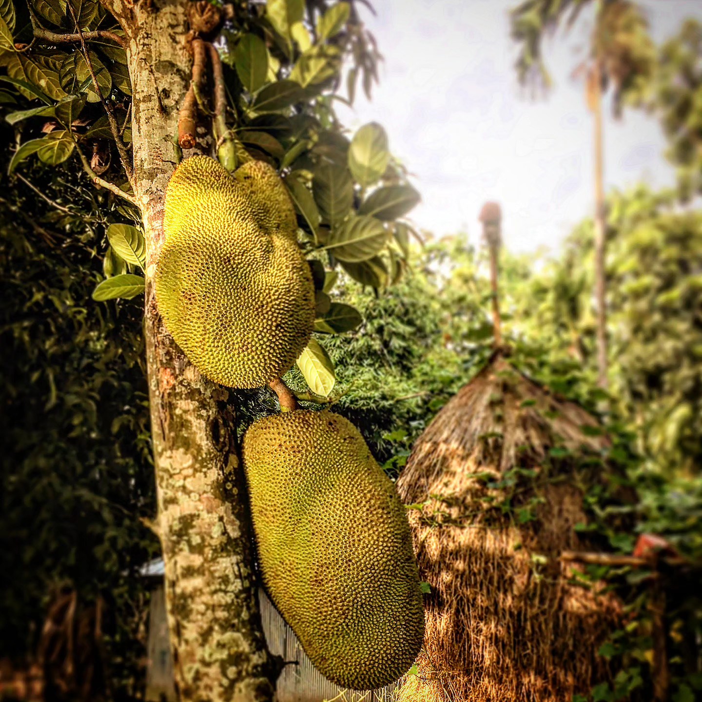 Village Bounty