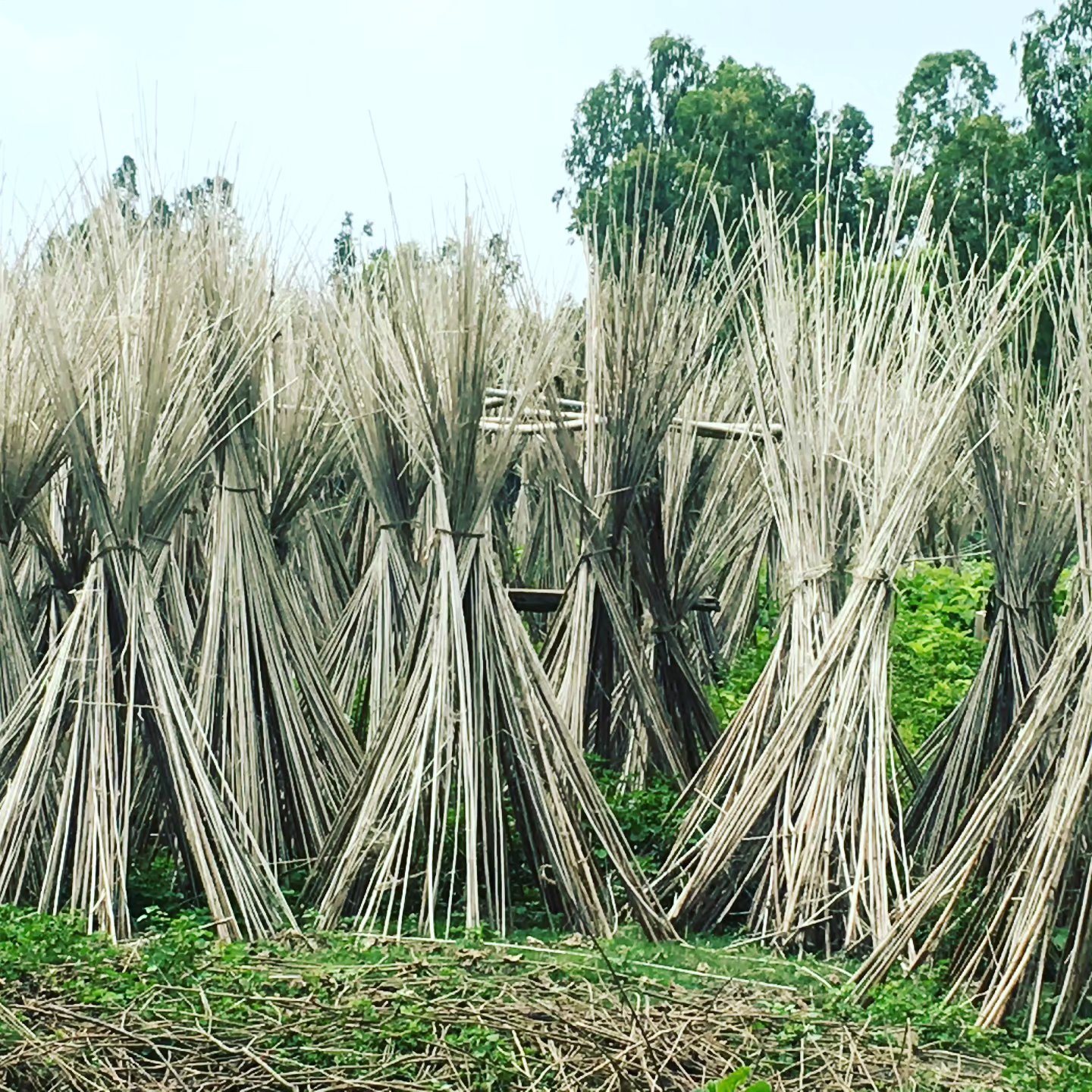 📷 Jute Drying — Eastern India · 01 Sept 2026