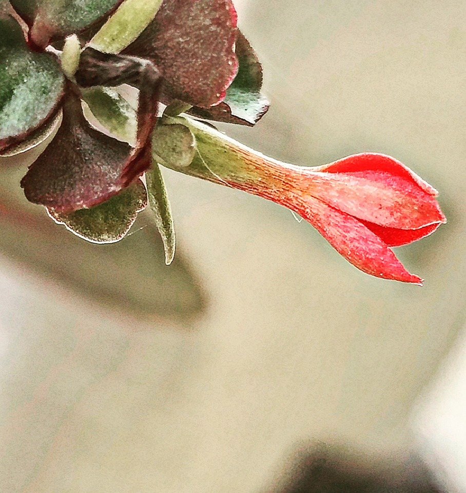 Kalanchoe, Just Opening