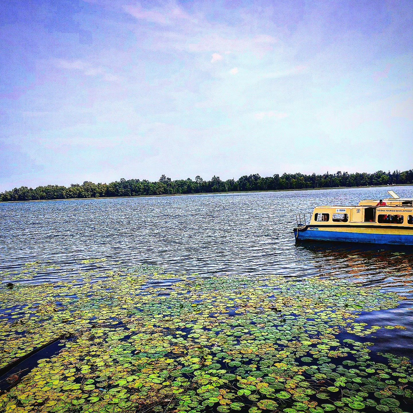 📷 Lily Float — India · 08 Jul 2026