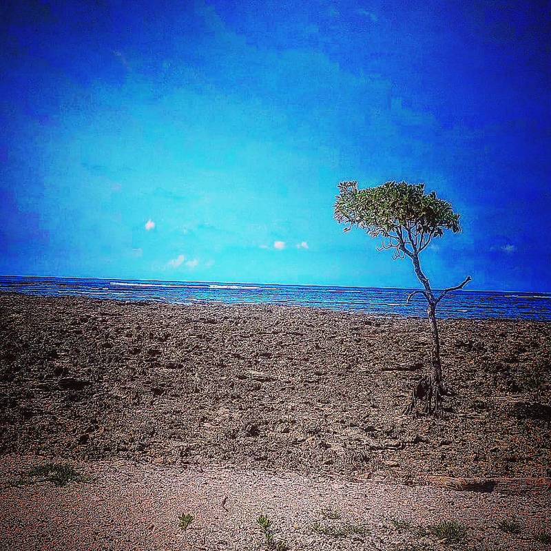 Solitary Sentinel