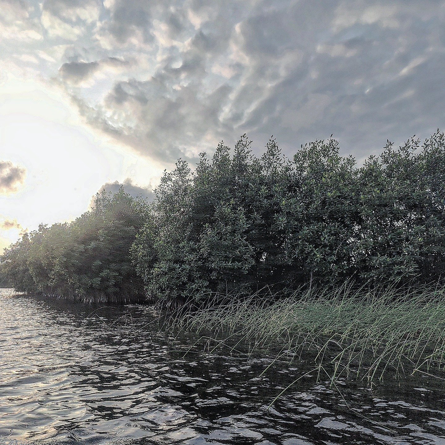 📷 Mangrove Hour — Coastal India · 28 Jun 2026