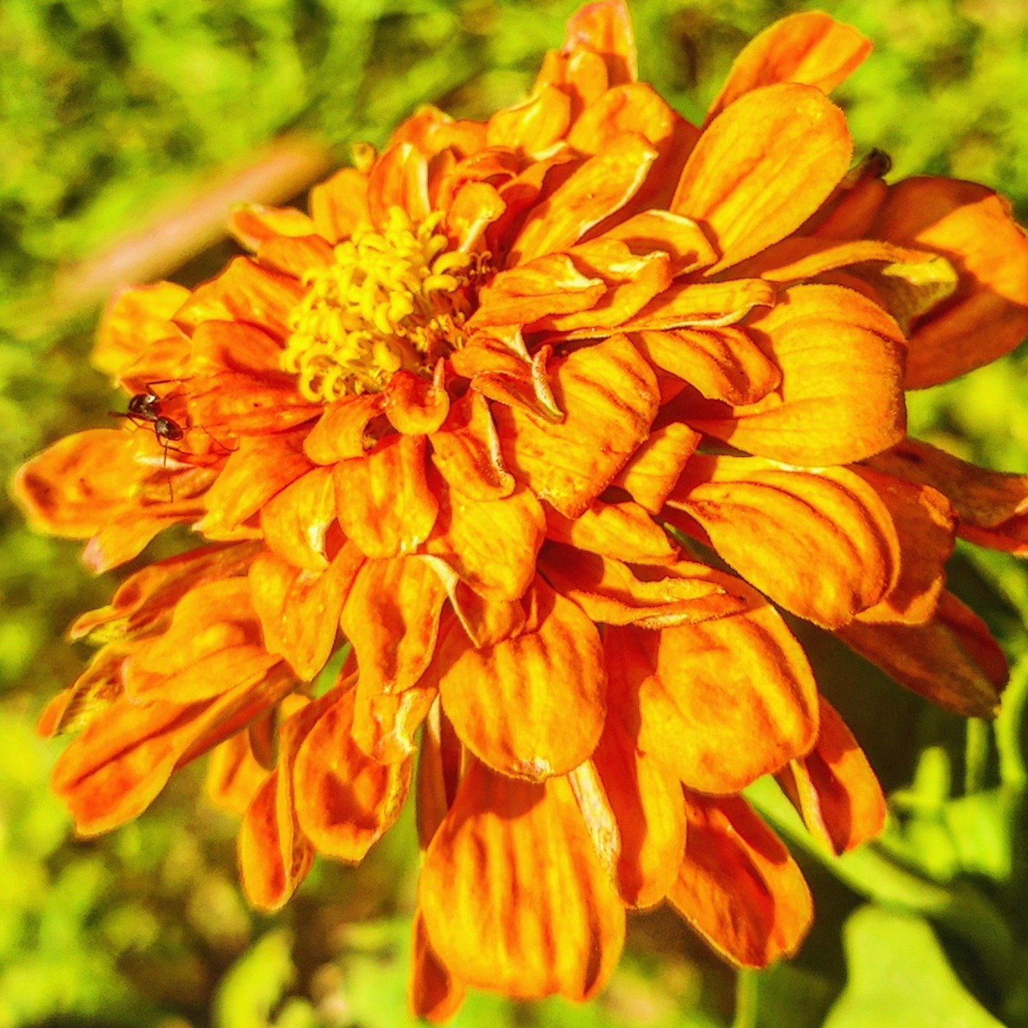 📷 Marigold, with an Ant — India · 02 Sept 2026