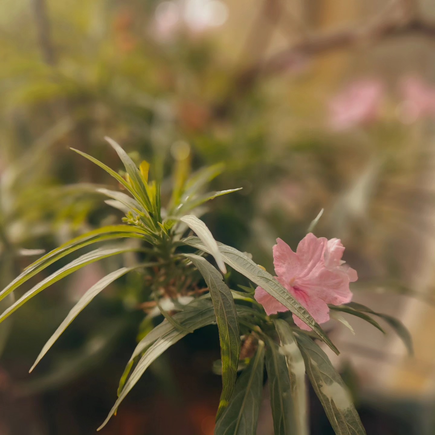 Mexican Petunia