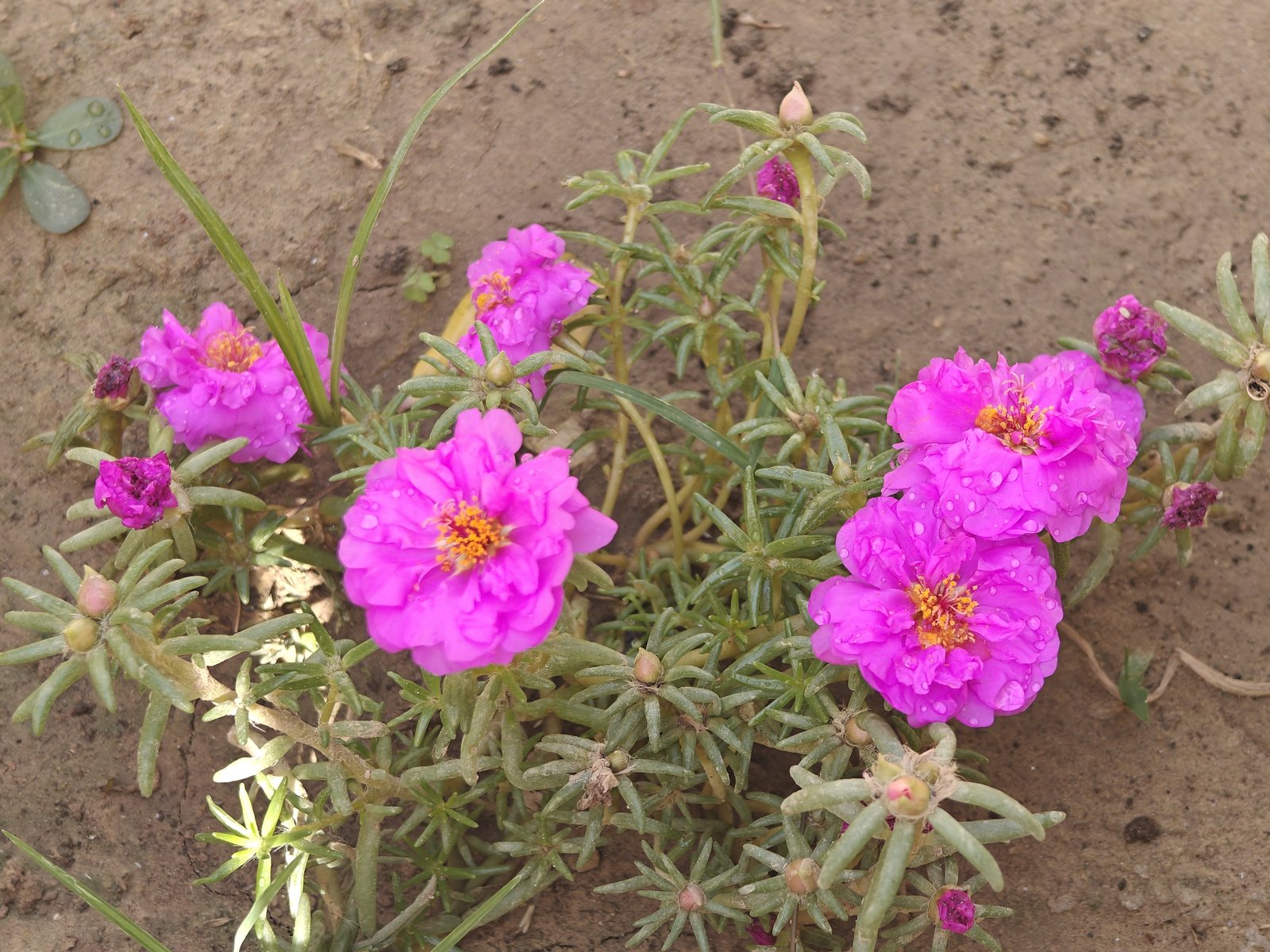 📷 Portulaca Bed — India · 20 Jul 2026