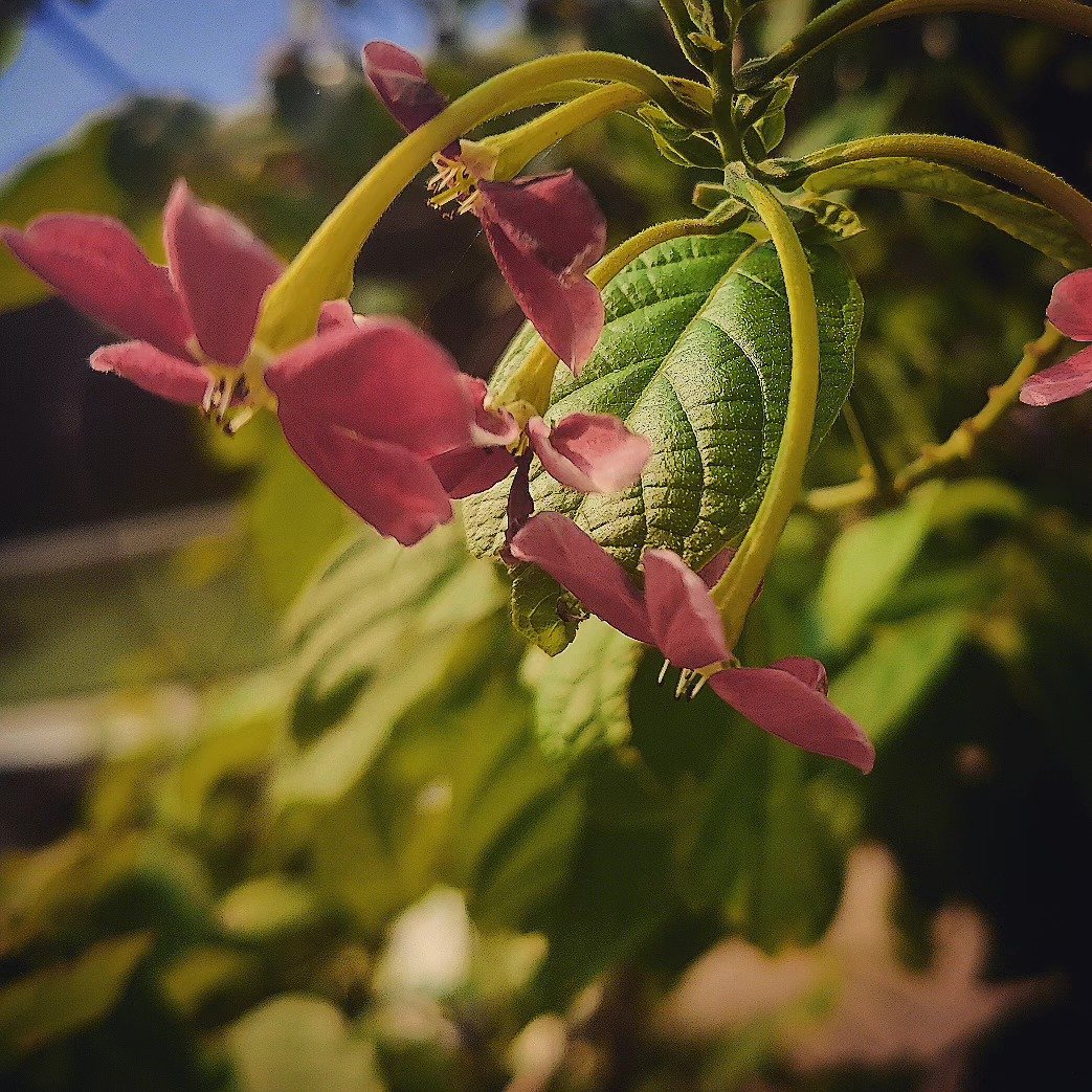 📷 Mussaenda's Quiet Trick — India · 17 Aug 2026