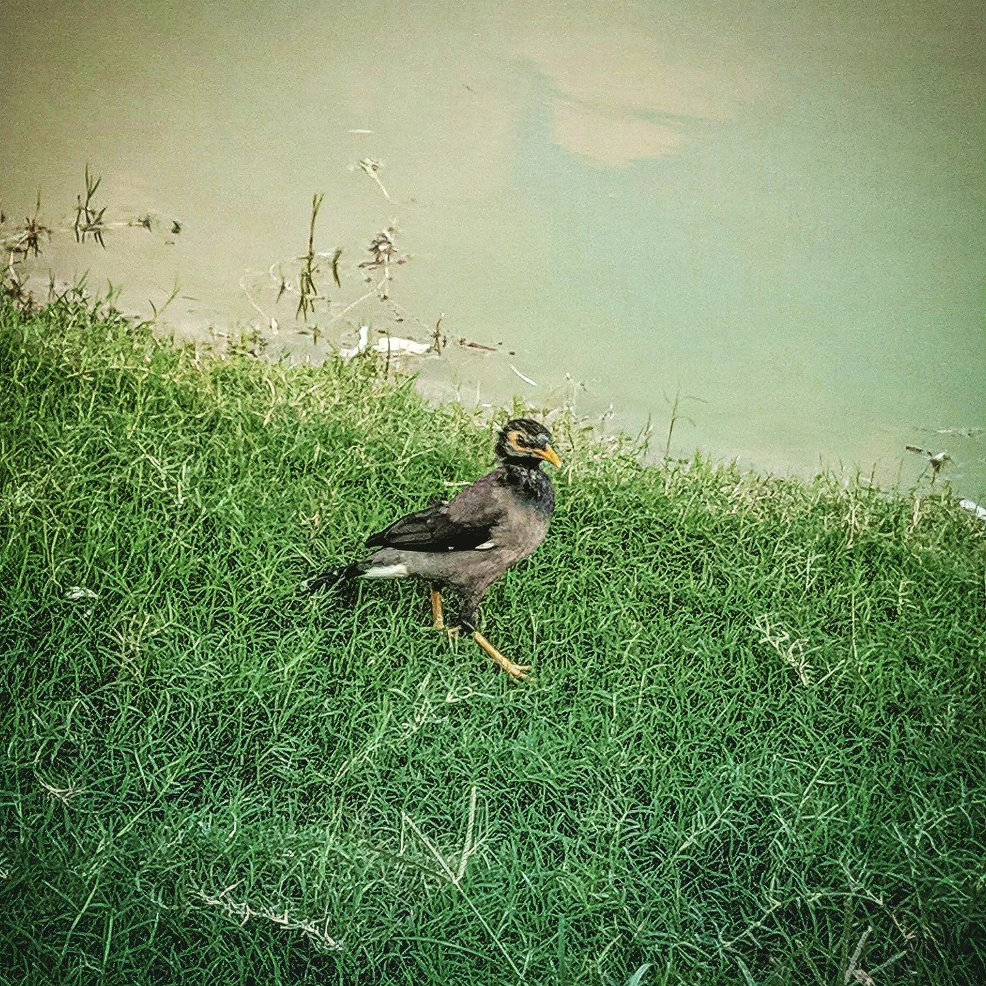 📷 Myna at the Edge — India · 13 Jul 2026