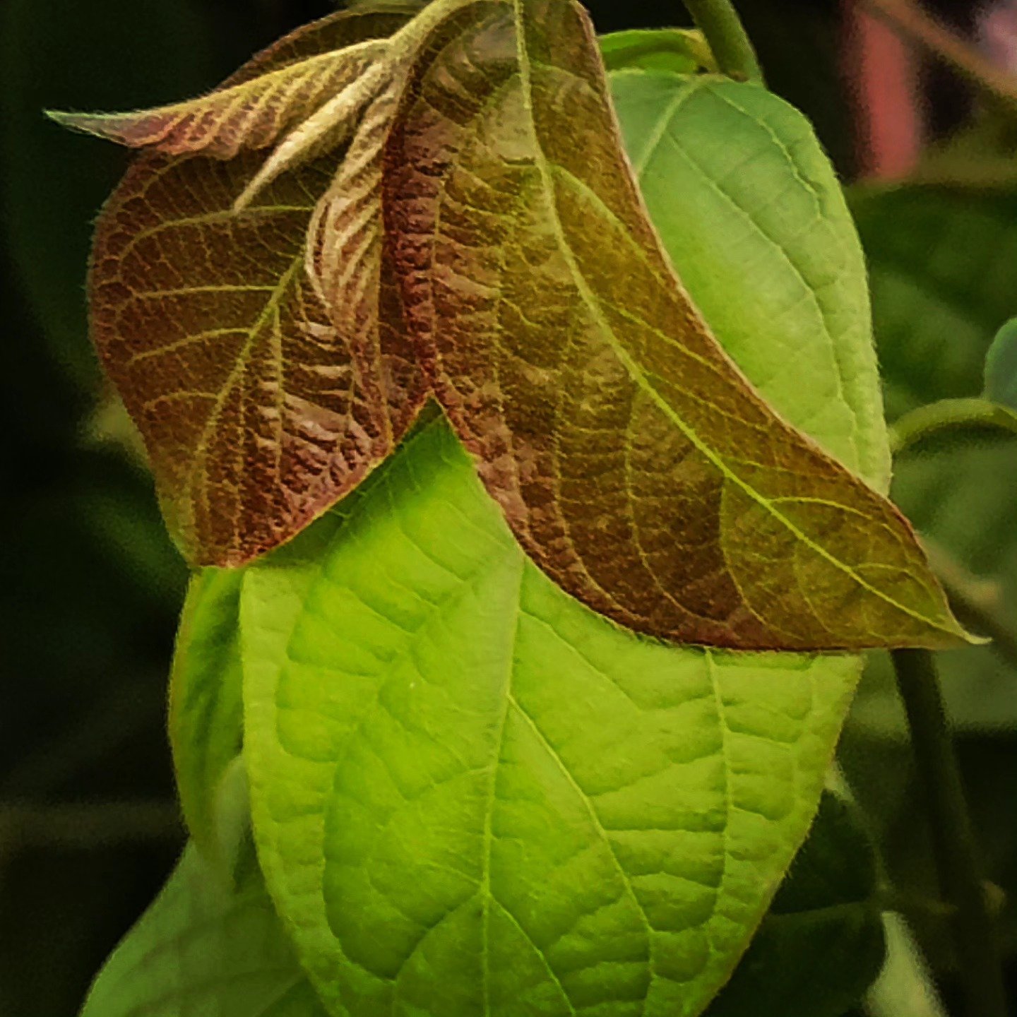 📷 First Flush — India · 19 Jul 2026
