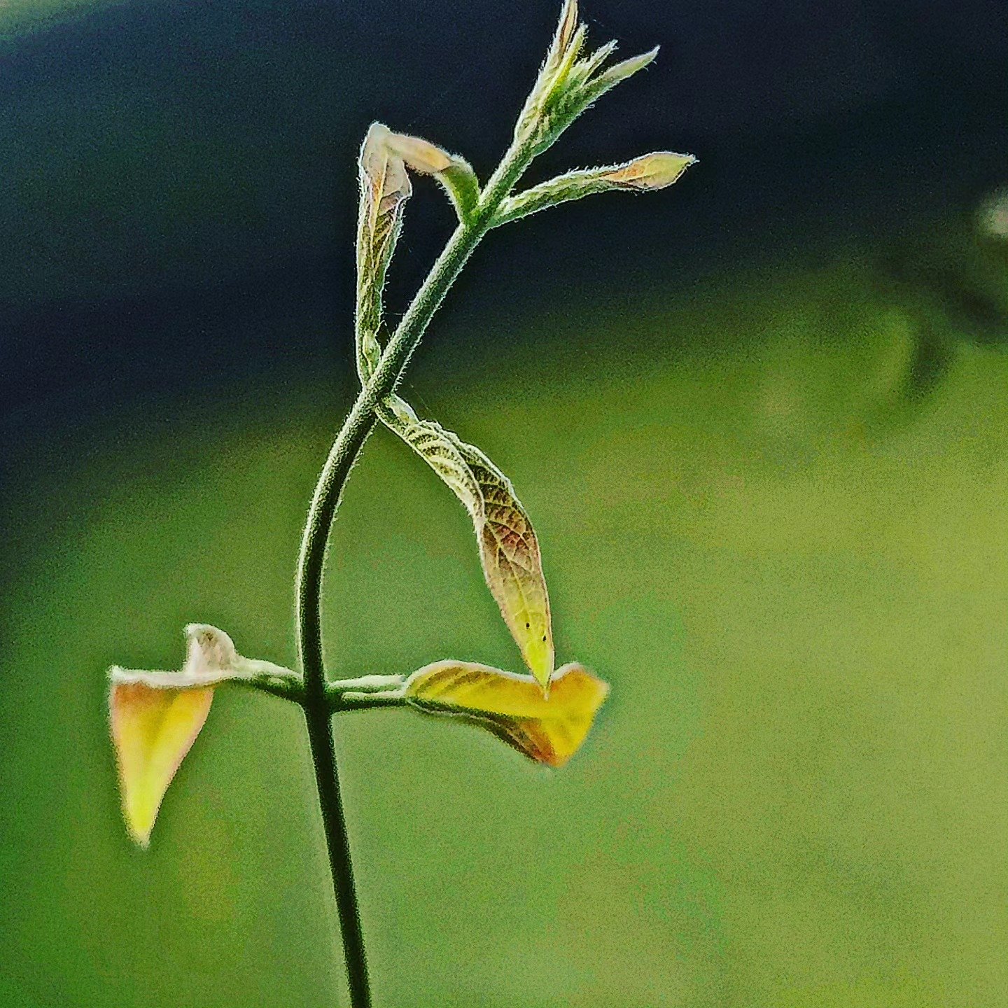 📷 First Tendrils — India · 10 Aug 2026