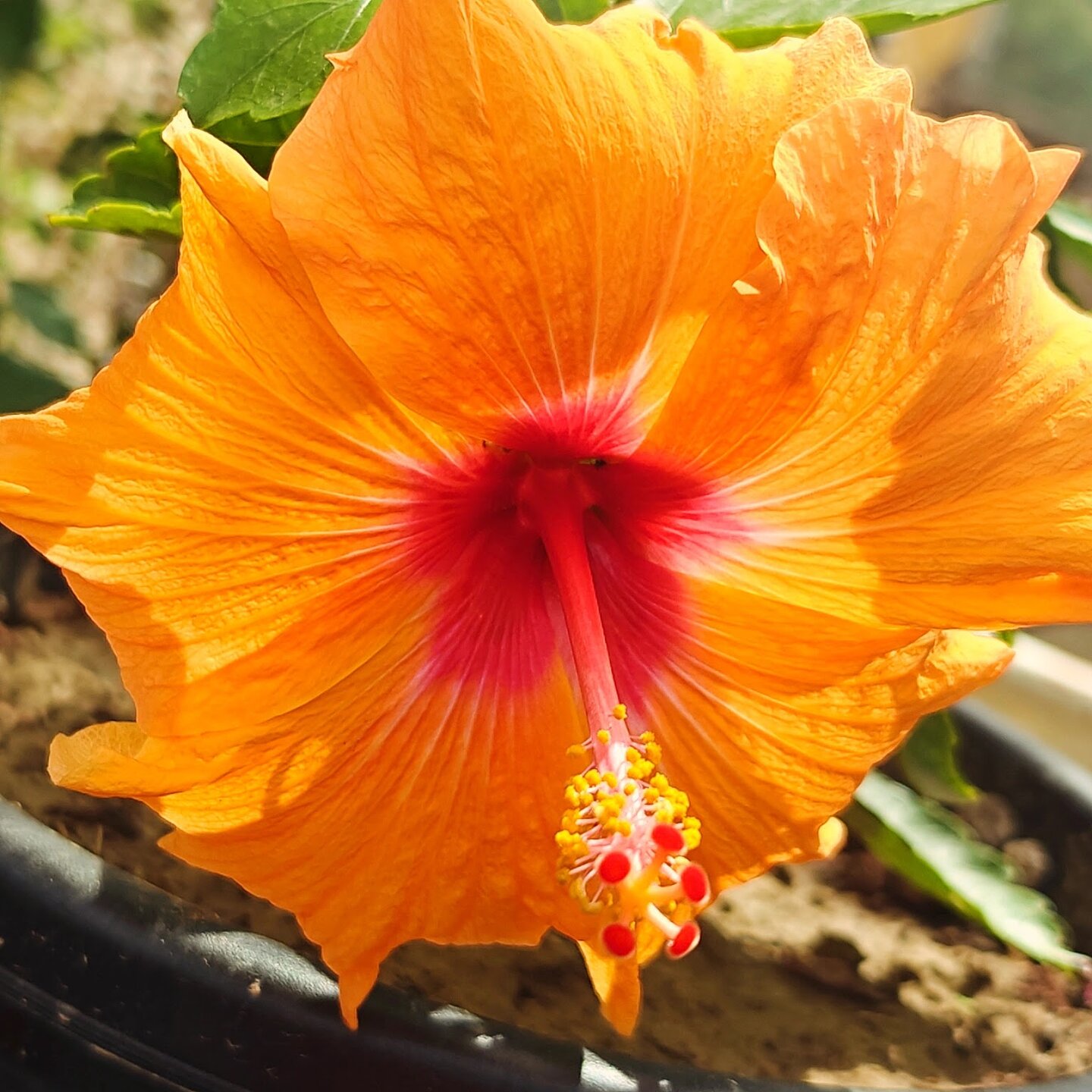 Orange Hibiscus