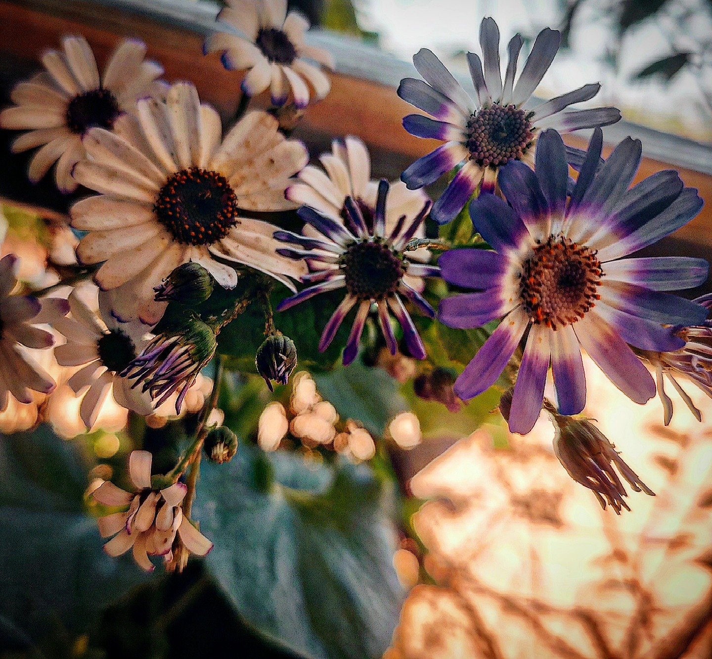 📷 Daisies, Backlit — India · 24 Jul 2026