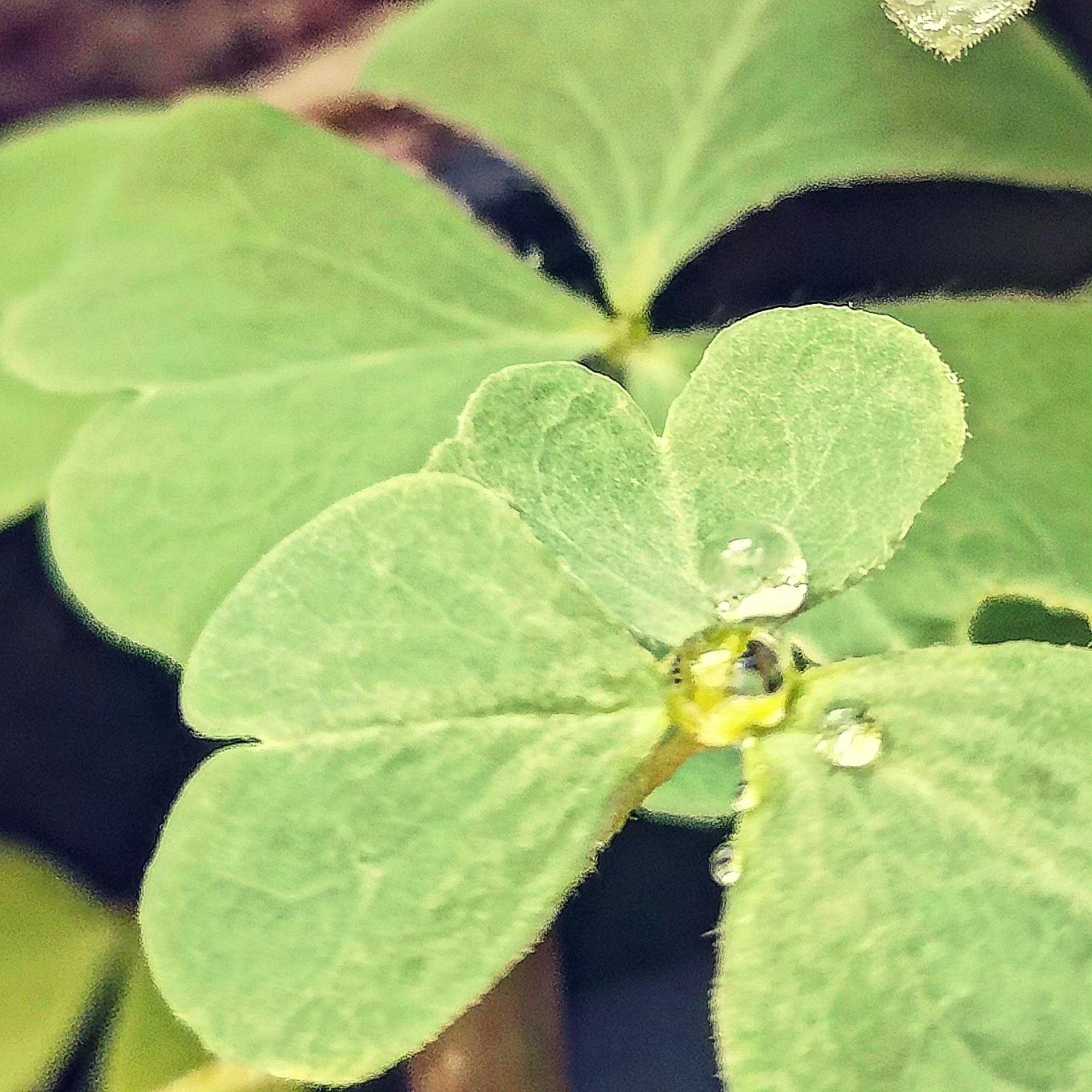 📷 Oxalis, with Drops — India · 04 Sept 2026