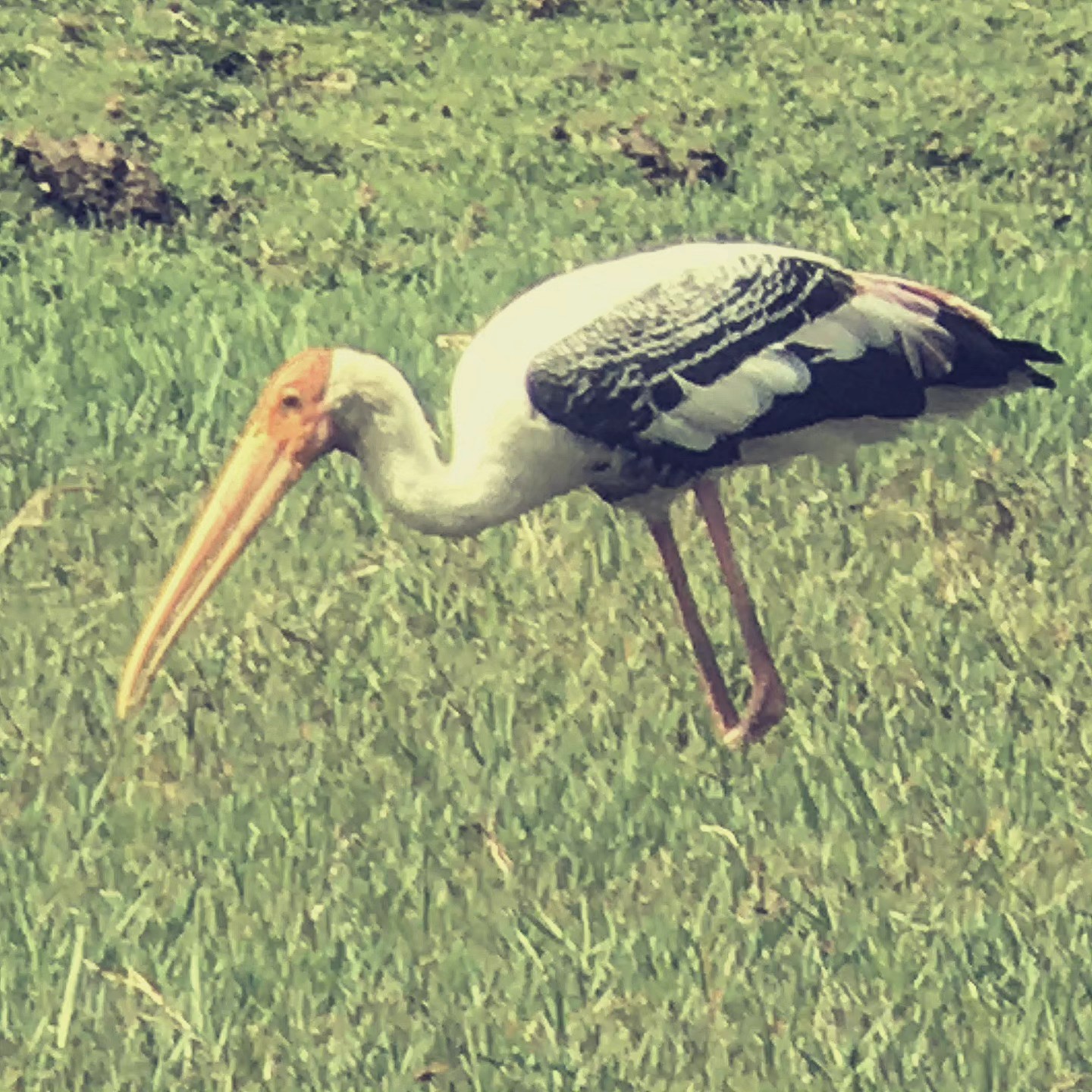 The Painted Stork