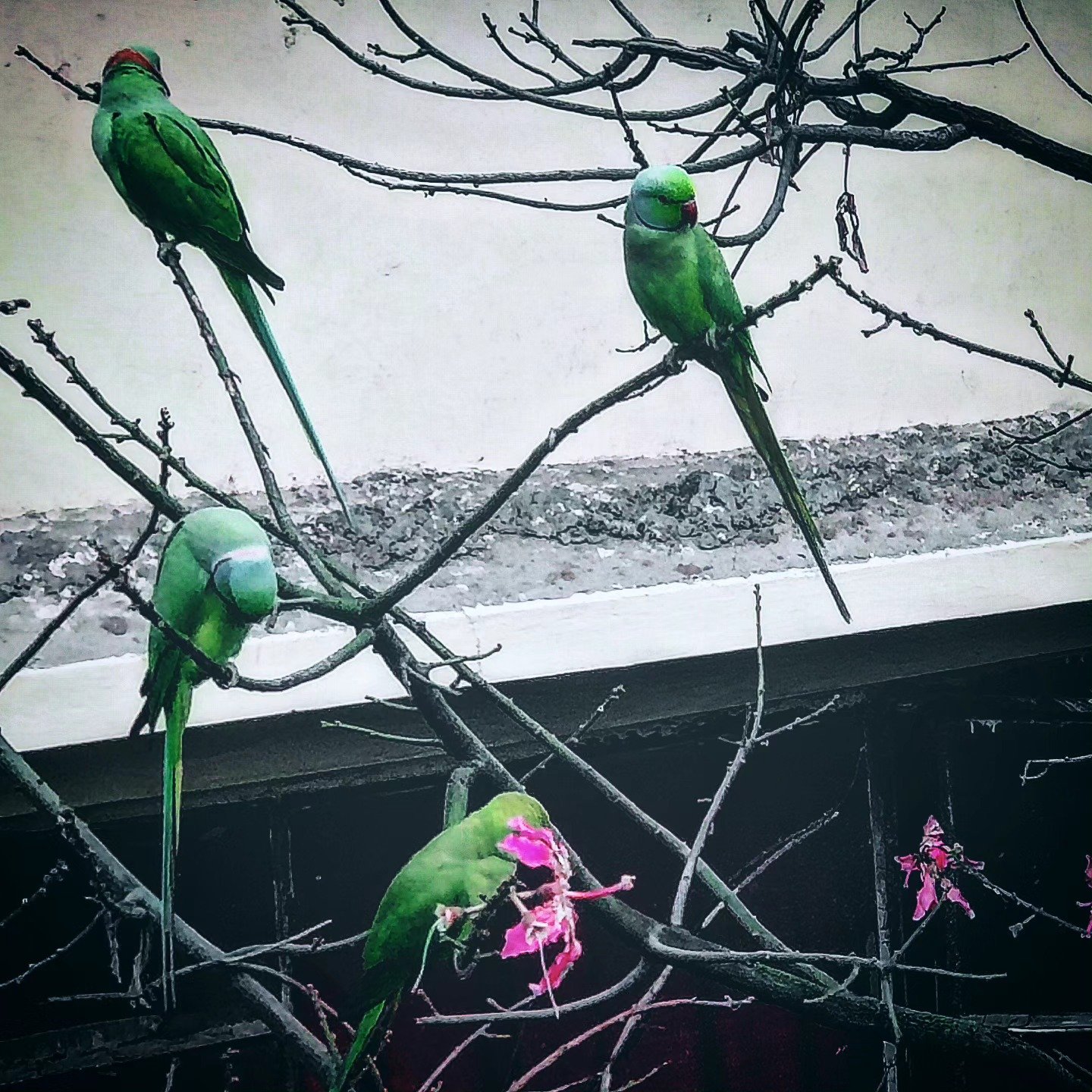 📷 Four Parakeets — India · 13 Aug 2026