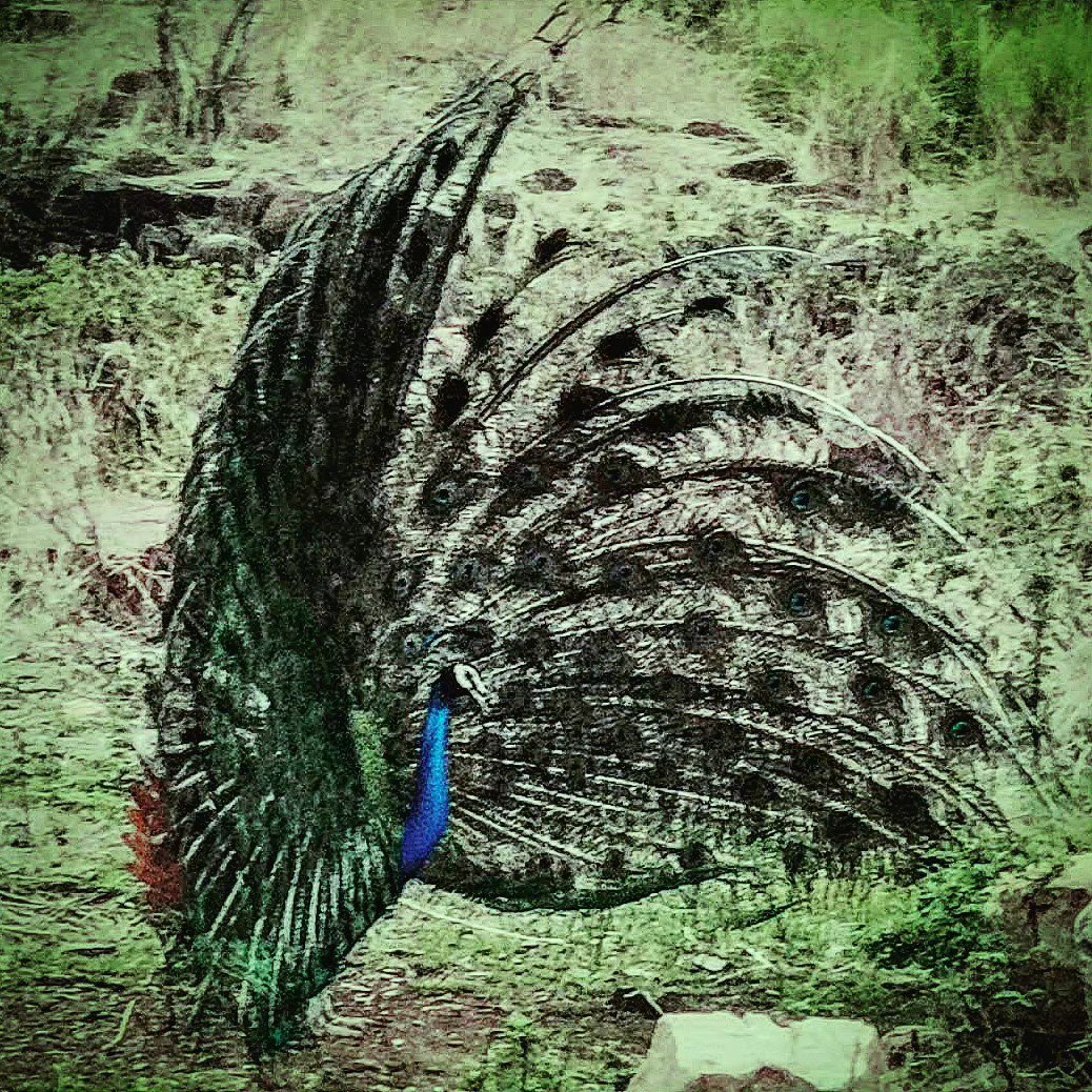 📷 The Tail Unfurled — India · 16 Jun 2026