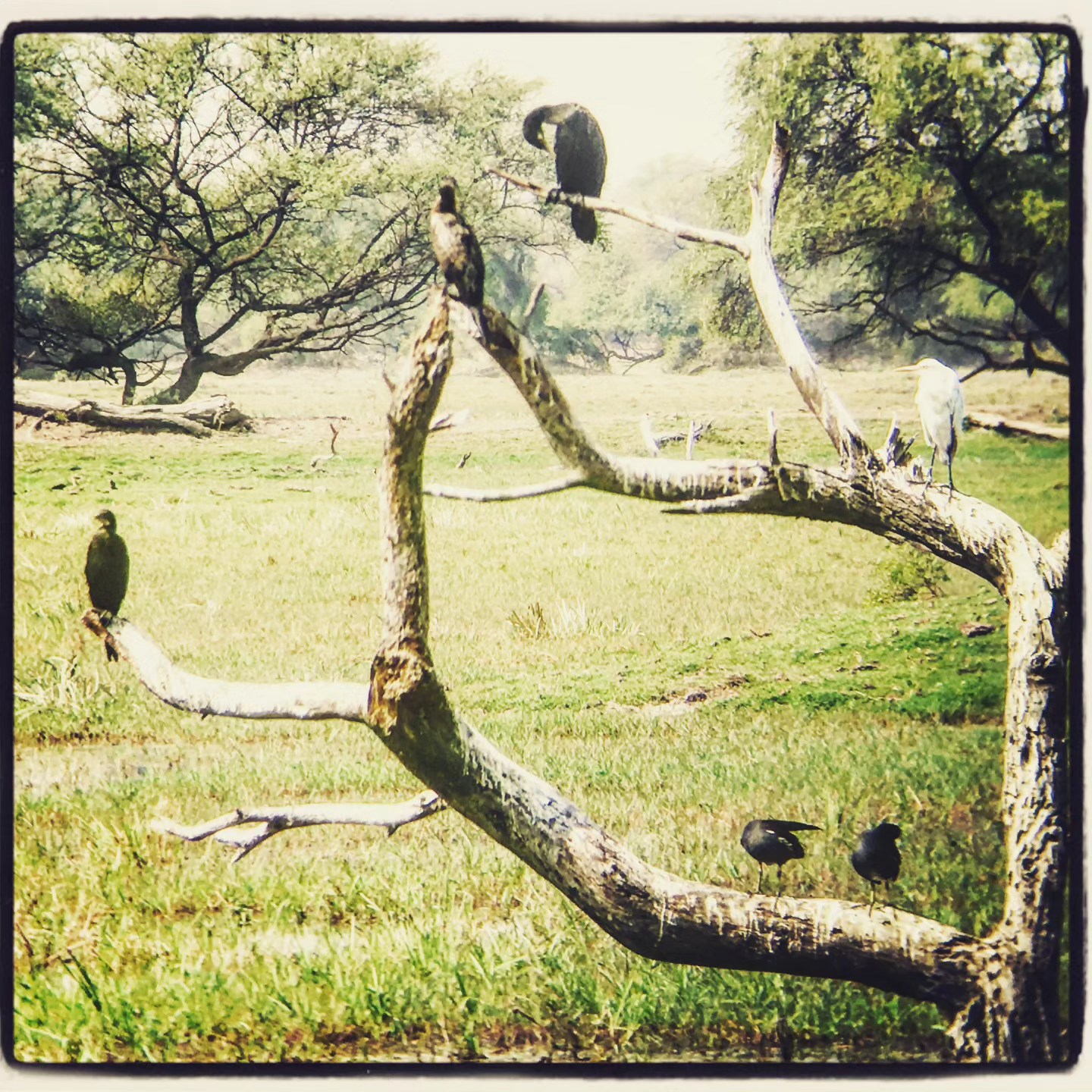 The Watchers