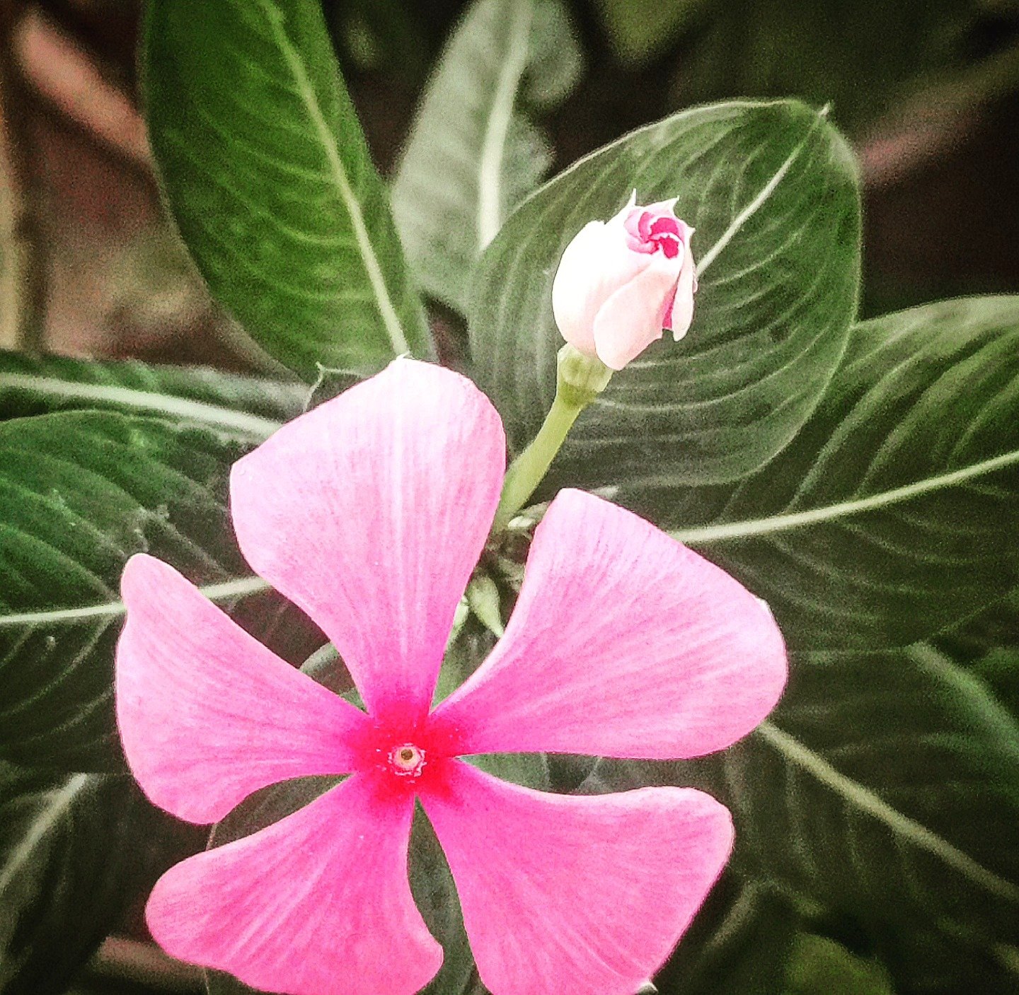 📷 Periwinkle — India · 04 Jul 2026
