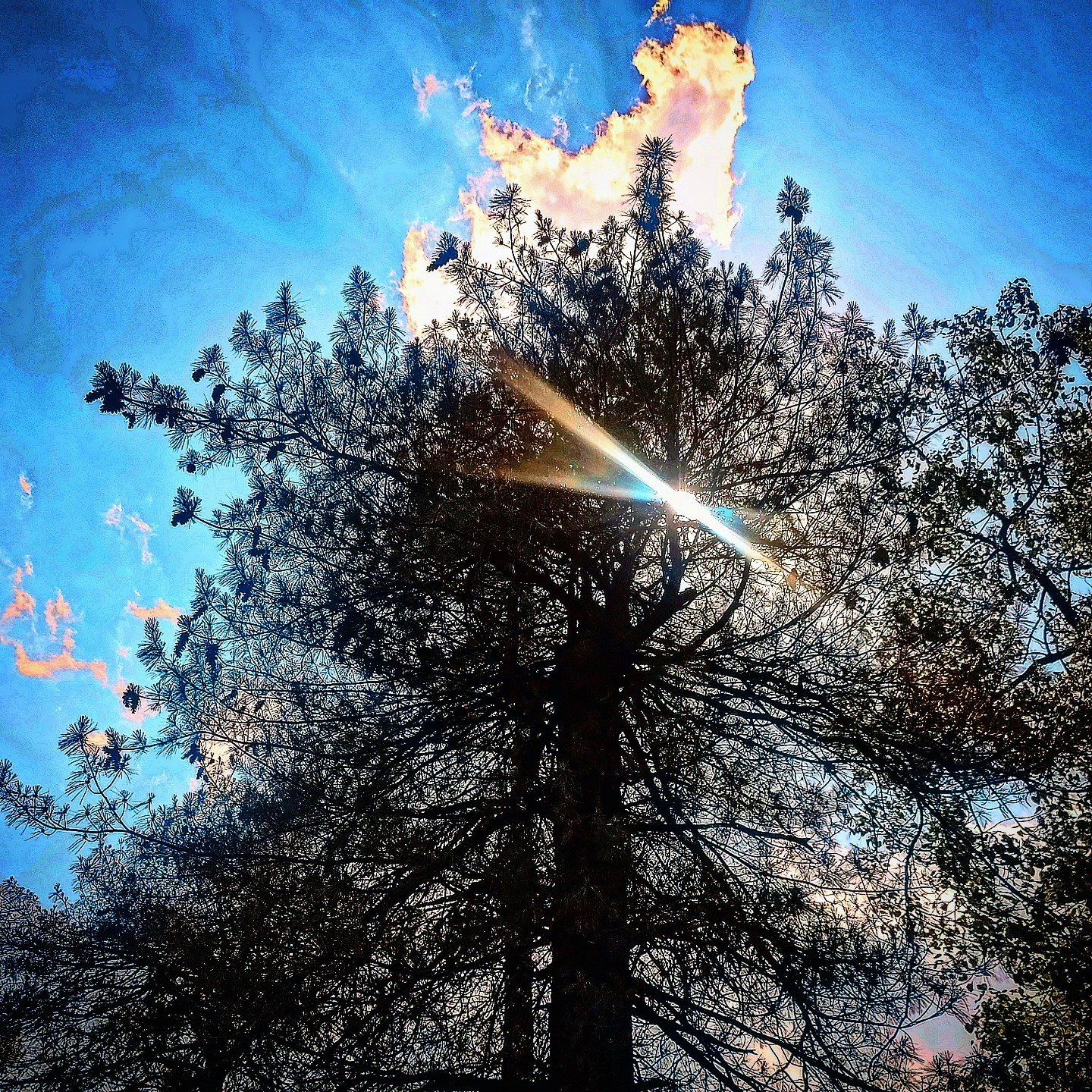 📷 Sun Through Pine — Himalayan Foothills, India · 01 Aug 2026